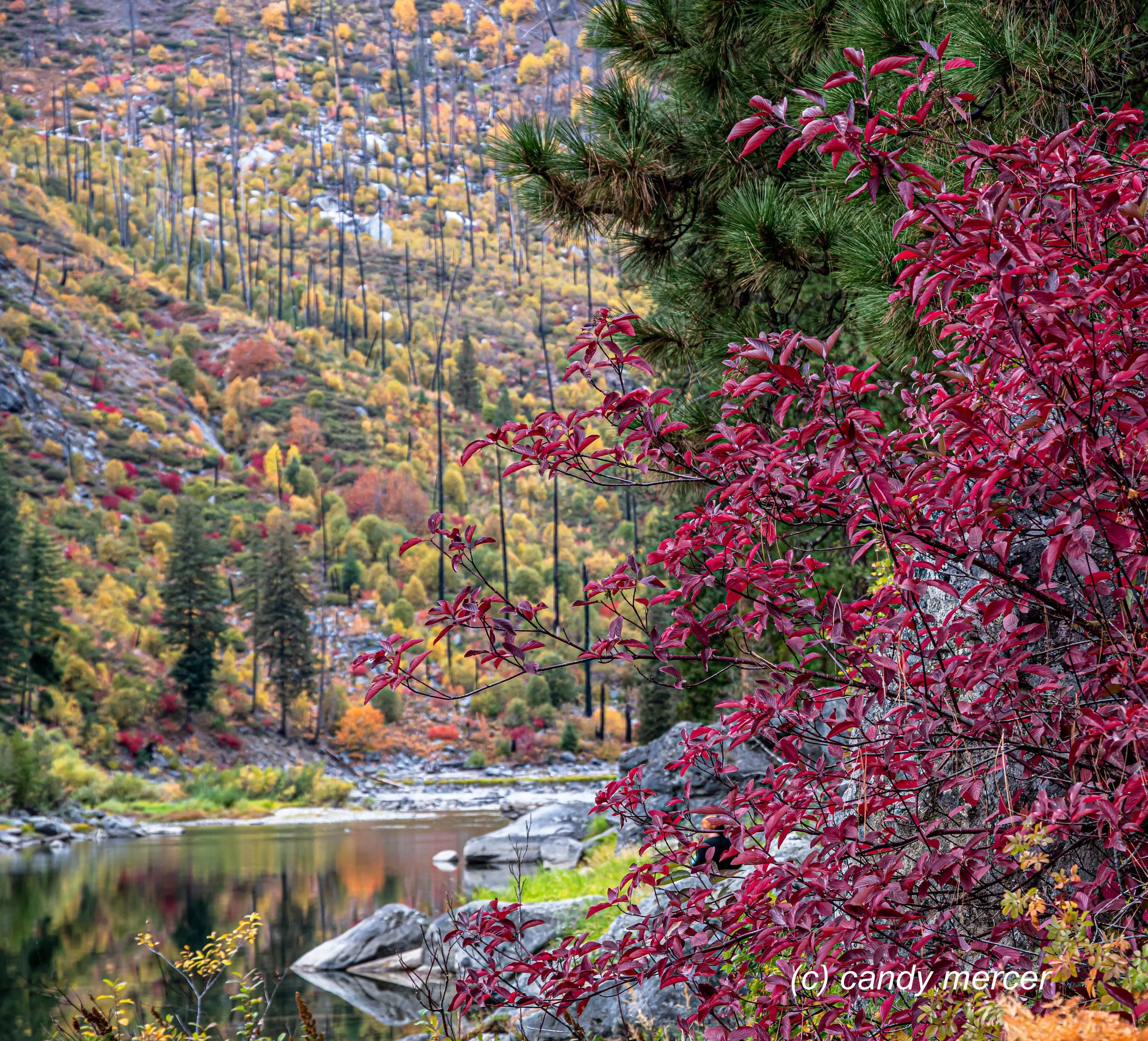 Fall Colors Leavenworth along Highway 2 and the Wenatchee River