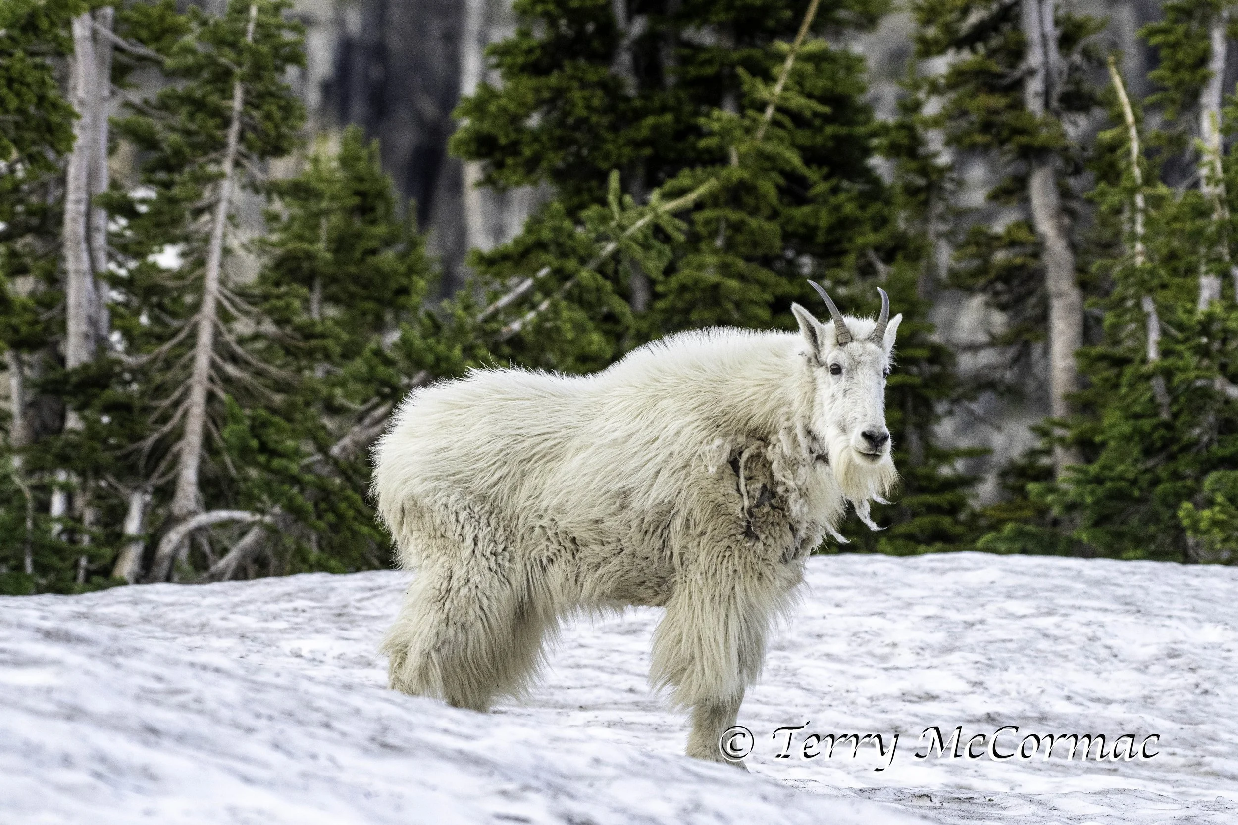 Mountian Goat, Glacier National Park, Montana