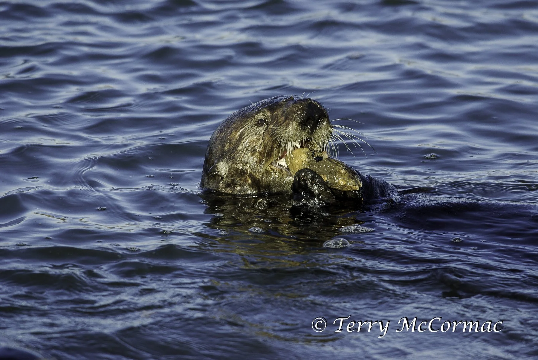 Sea Otter eating shell fish, Moss Landing, CA