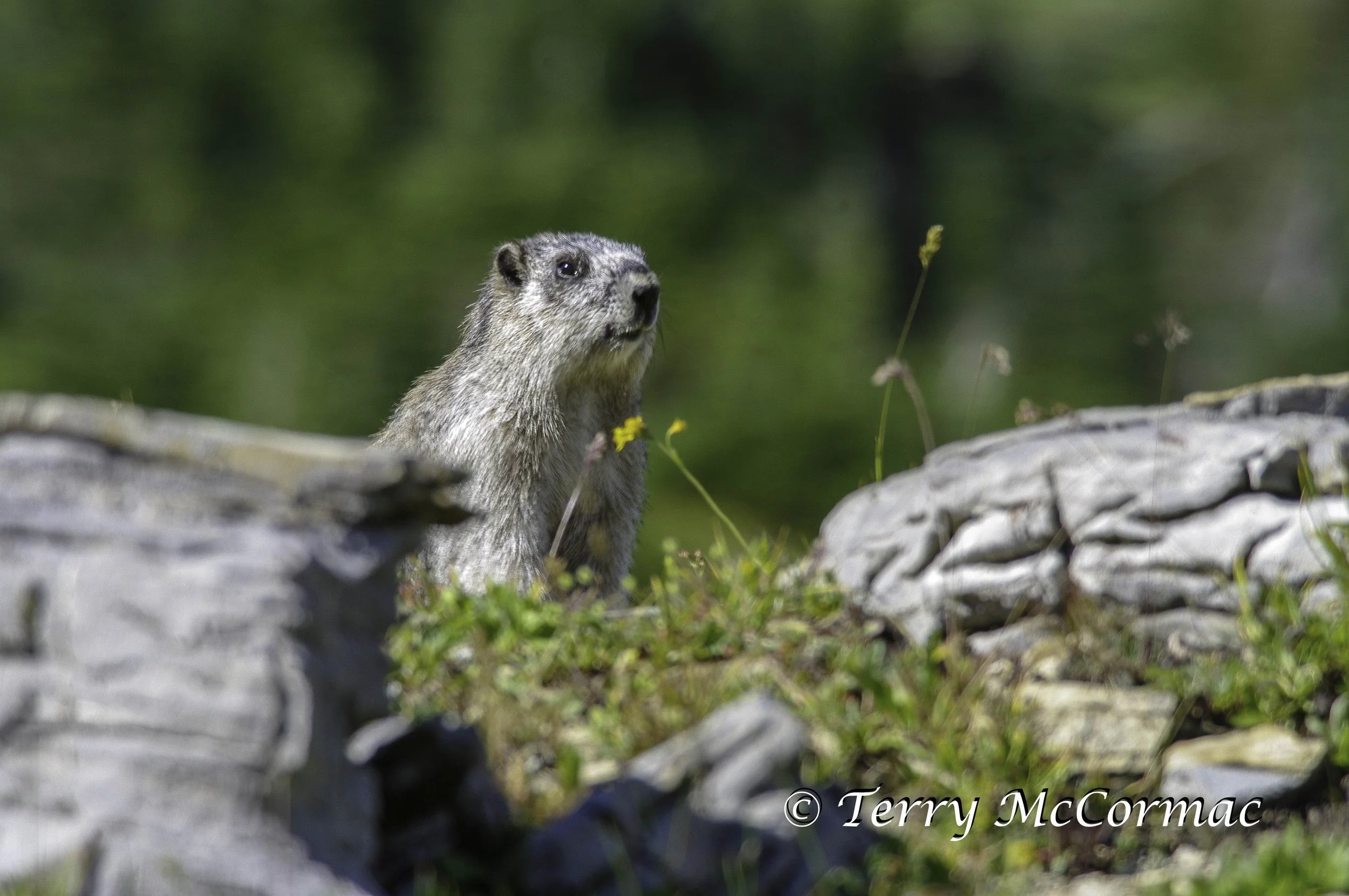 Hoary Marmot, Glacier National Park