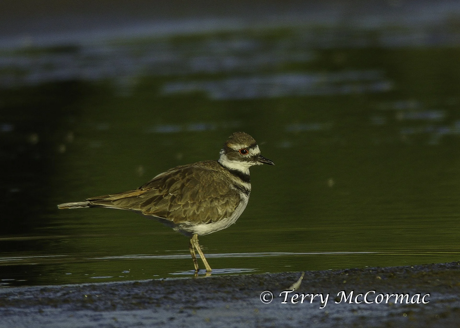 Killdeer