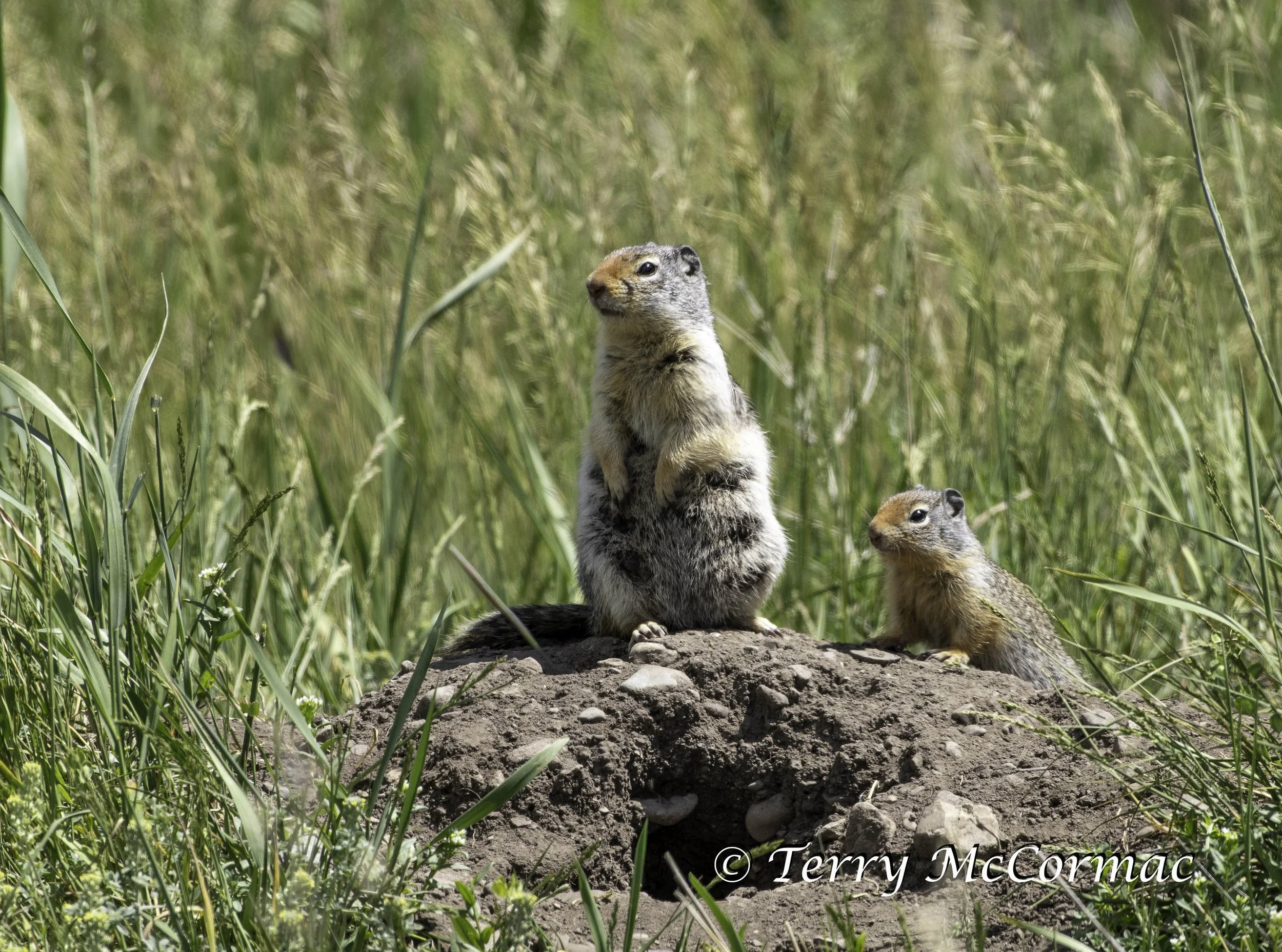 Columbian Ground Squirrel  Glacier National Park, MT