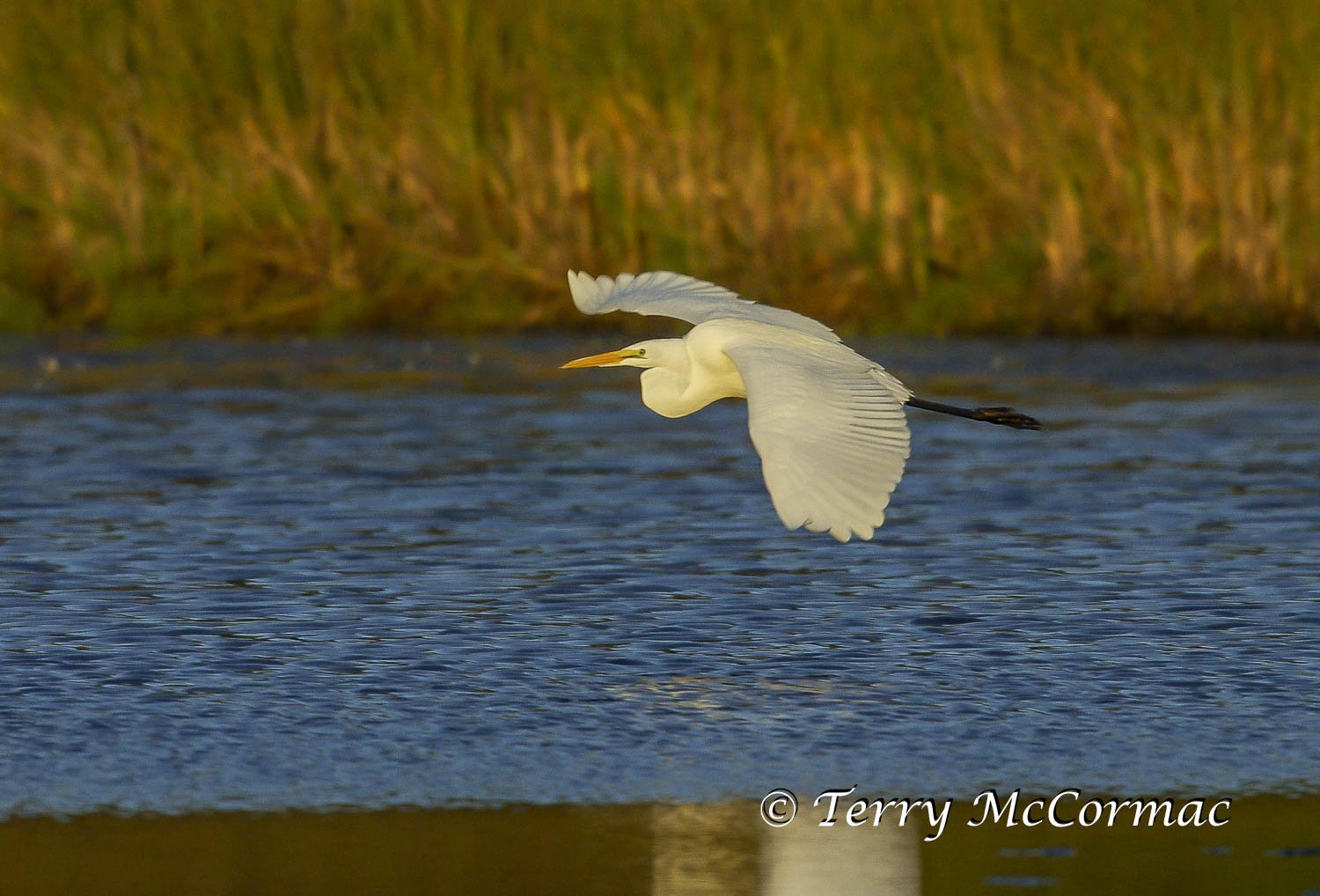 Great Egret in flight Santa Cruz, CA