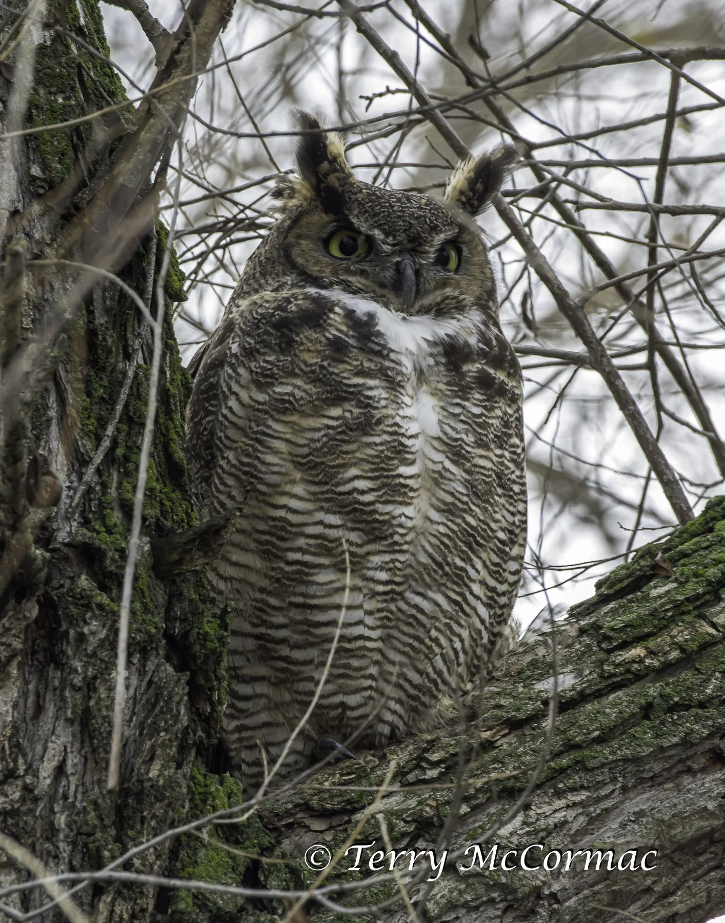 Great Horned Owl, Merced NWR, CA