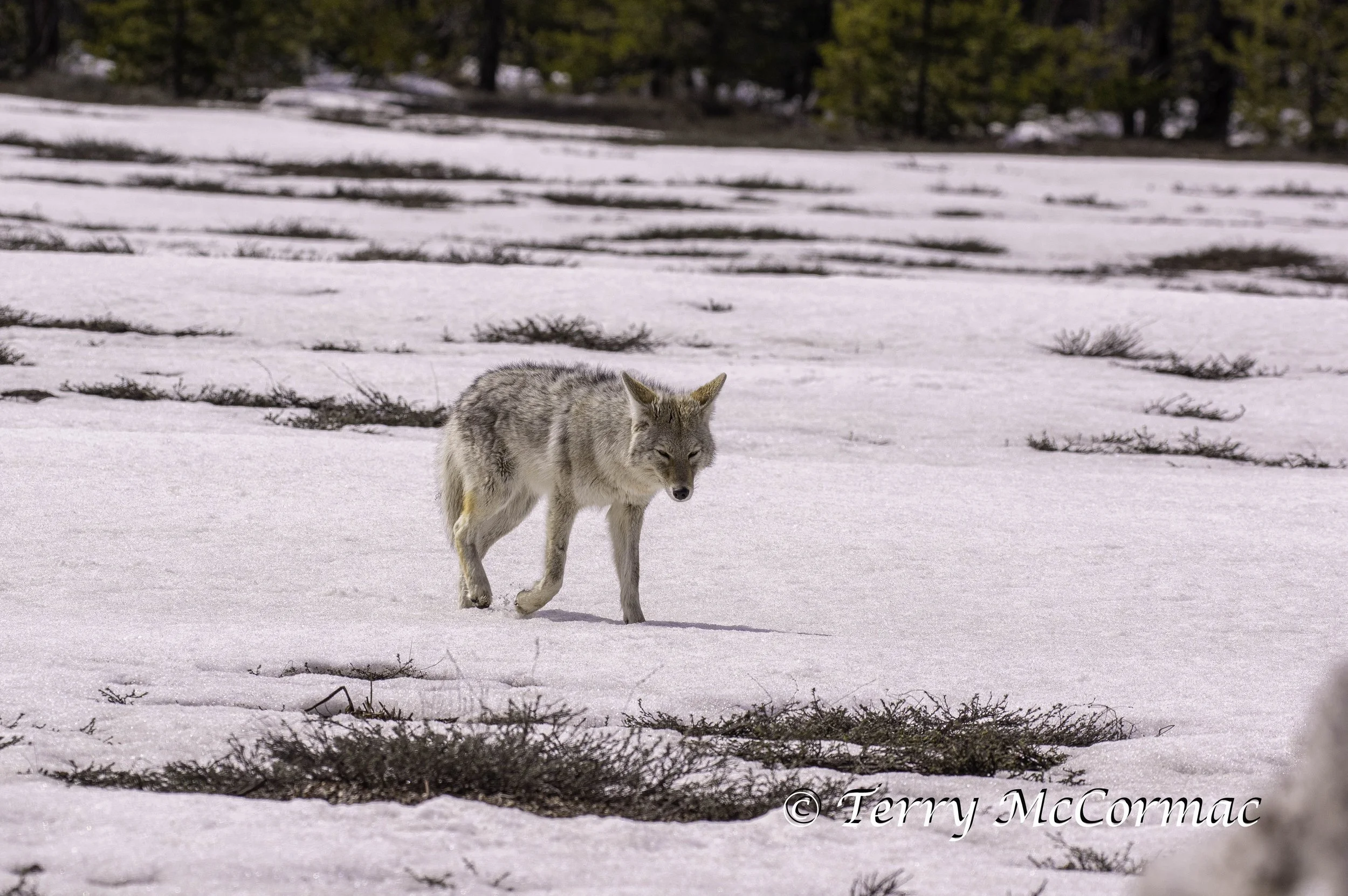 Coyote in Spring  snow Grand Teton National Park, WY