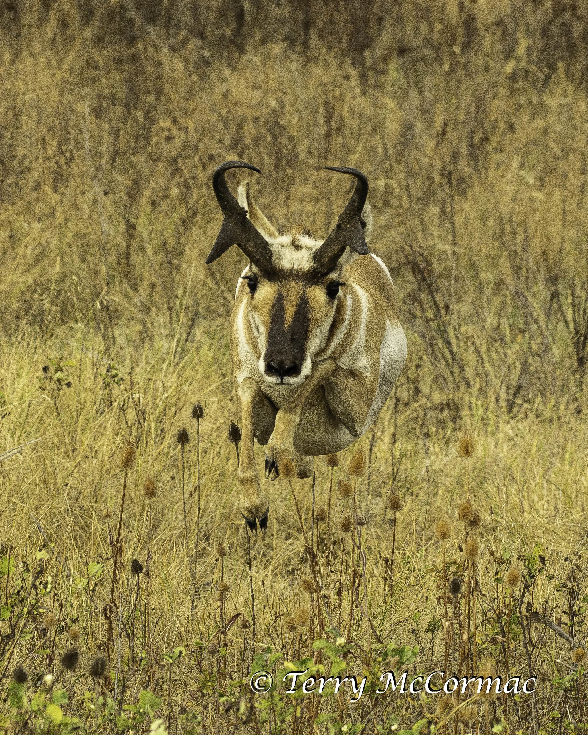 Pronghorn Antelope, National Bison Range, Montana