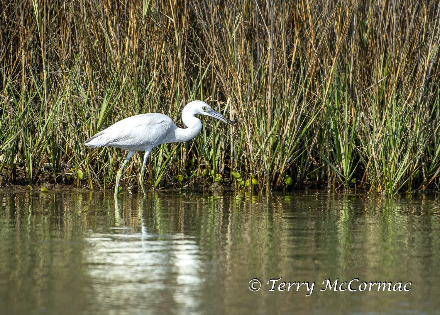 Reddish Egret, Port Aransas, Texas