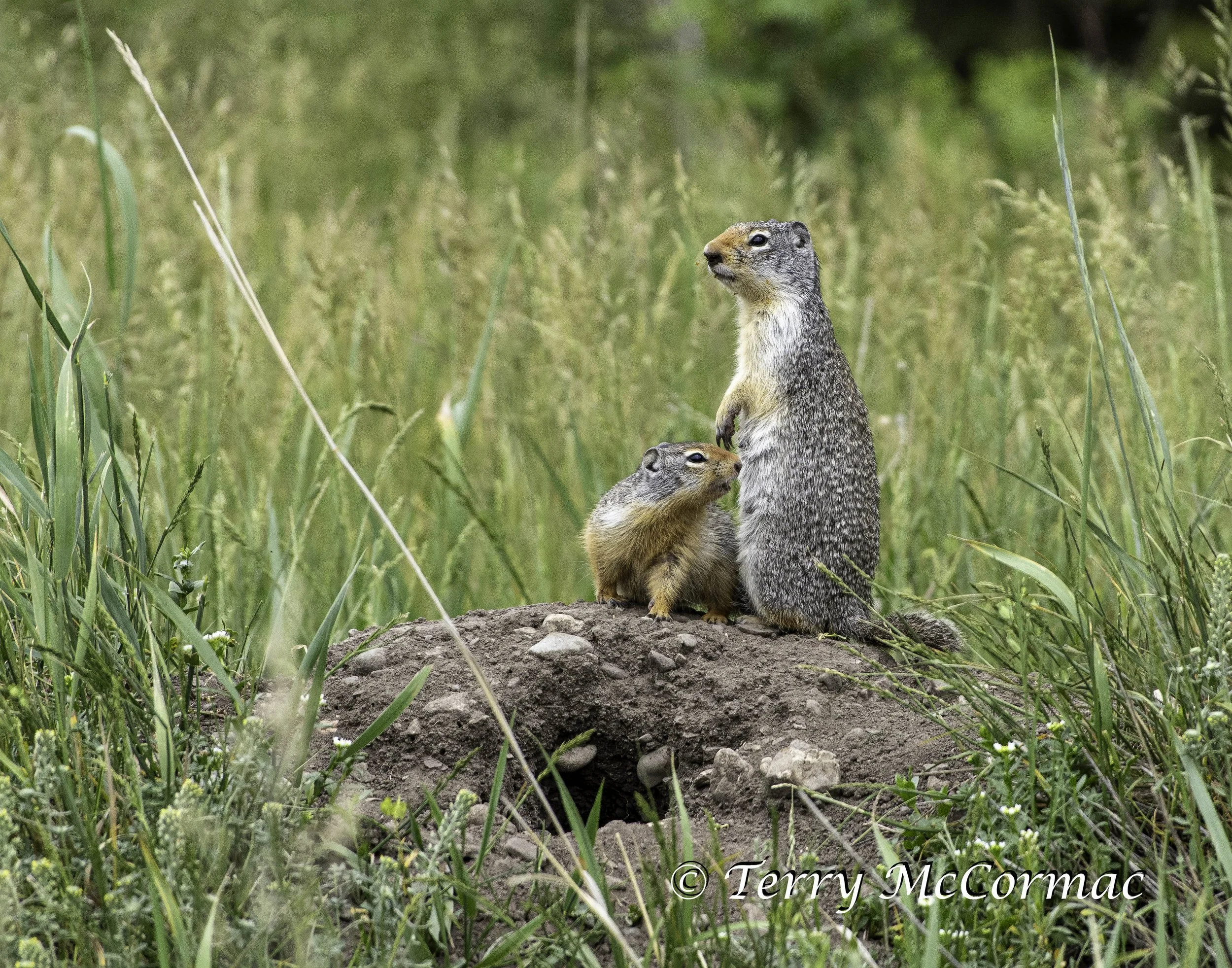 Columbian Ground Squirrel  Glacier National Park, MT