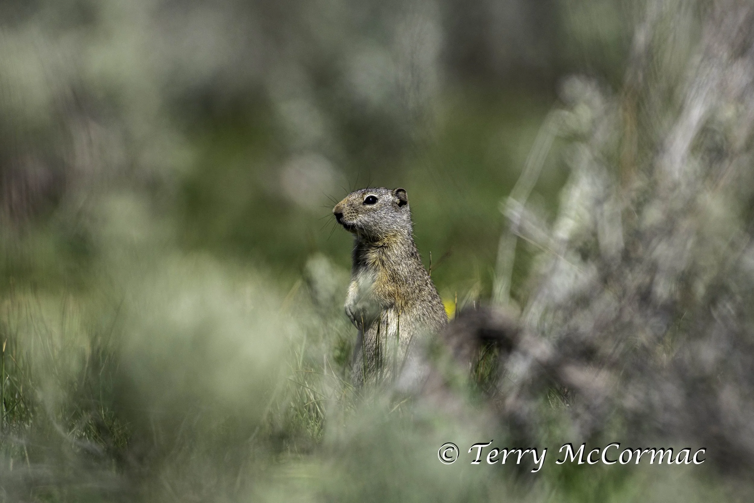 Uinta ground squirrel, Yellowstone National Park