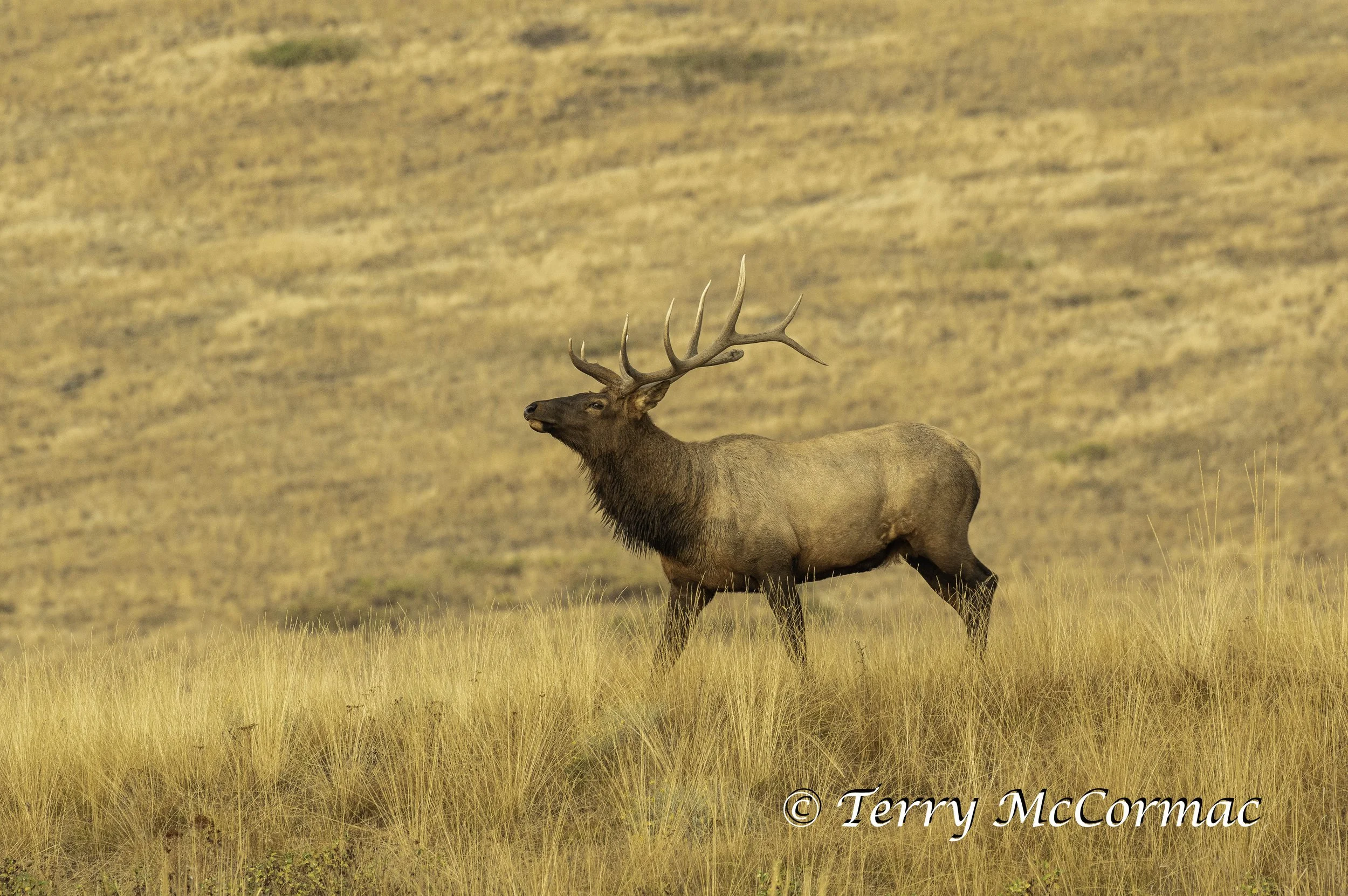 Bull Elk  The Bison Range, Montana