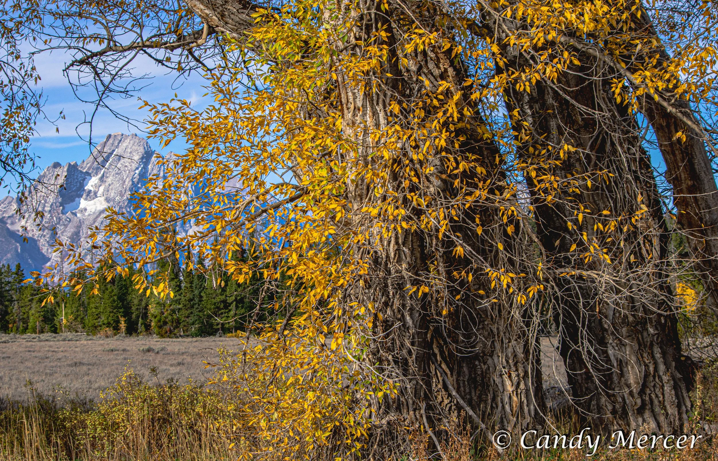 Grand Teton N.P., Wyoming
