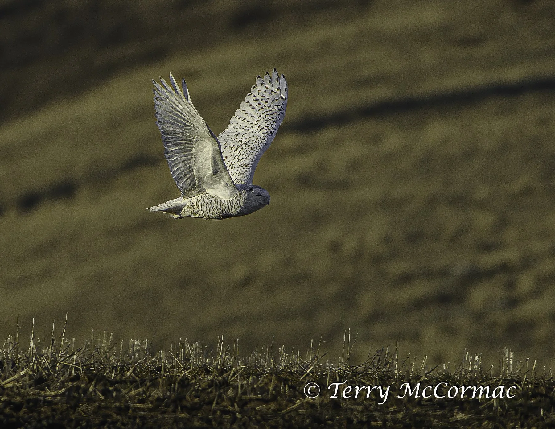 Snowy Owl, Washington State