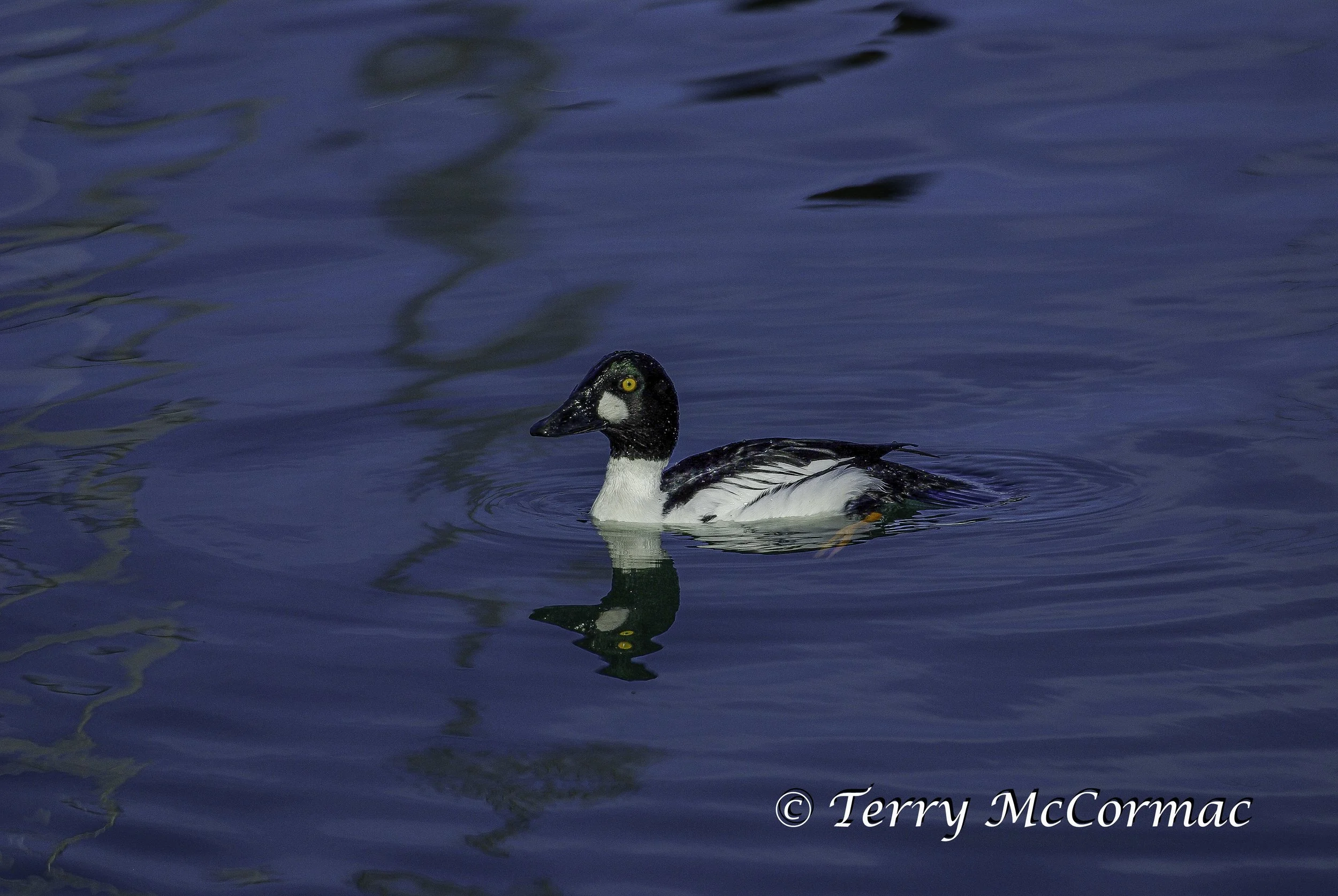 Common Goldeneye Male