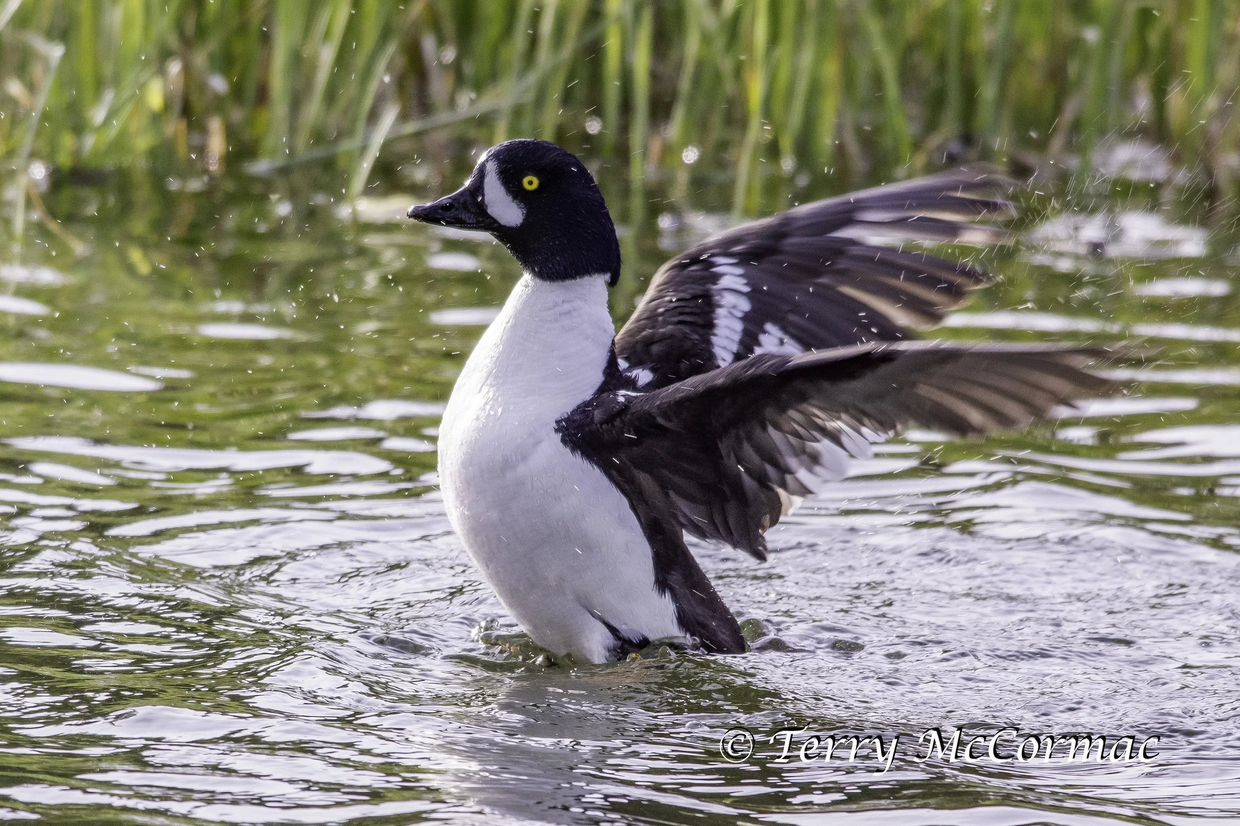  Barrow's Goldeneye
