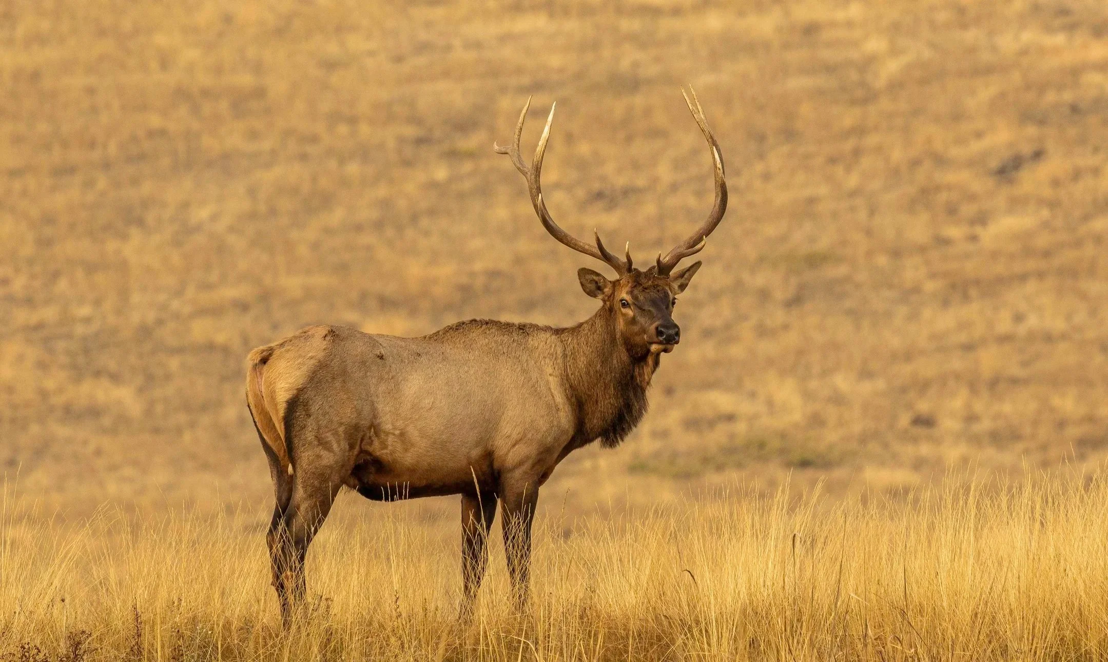 Elk, Moose & Goats