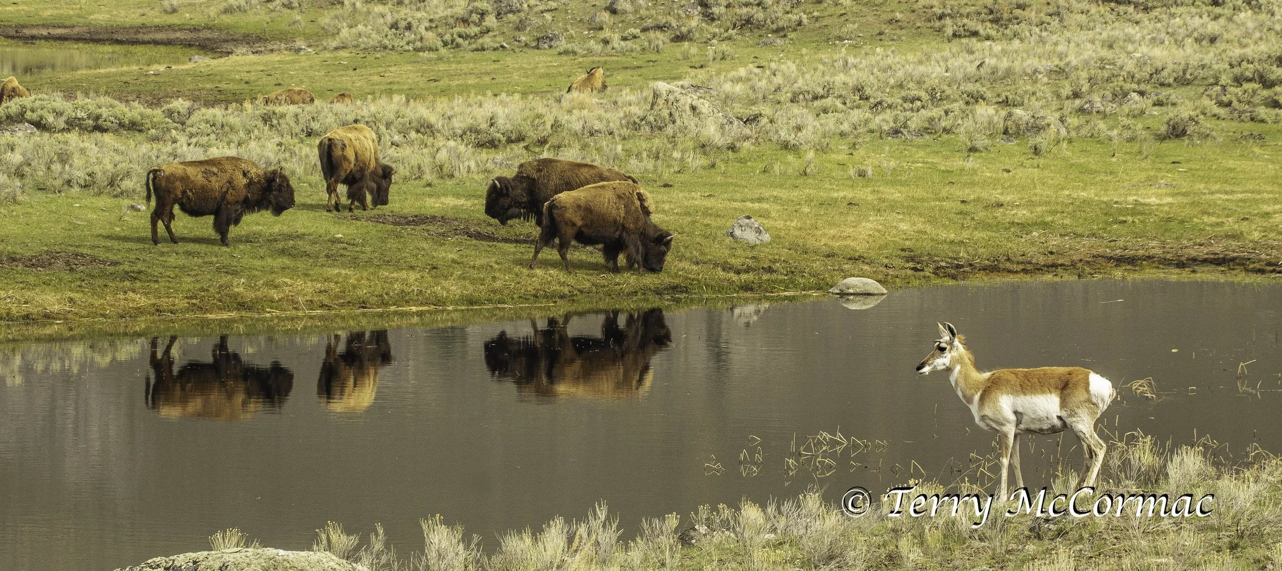 Pronghorn And Bison, Yellowstone National Park, WY