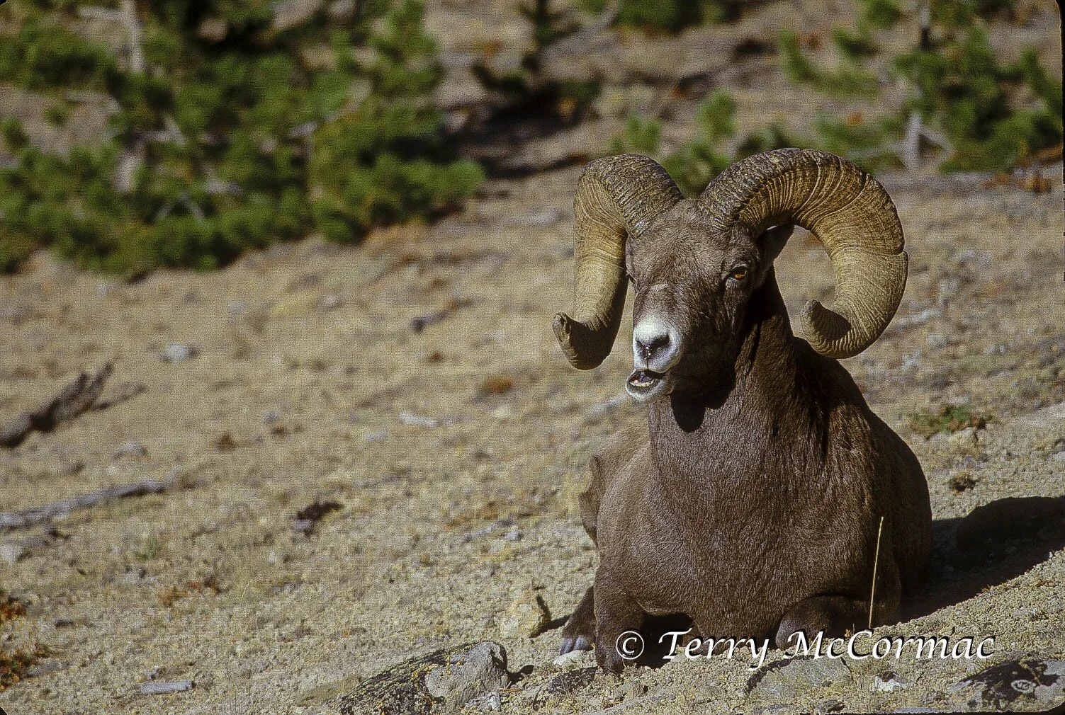 Rocky Mountain Bighorn Ram, Yellowstone National Park, WY 