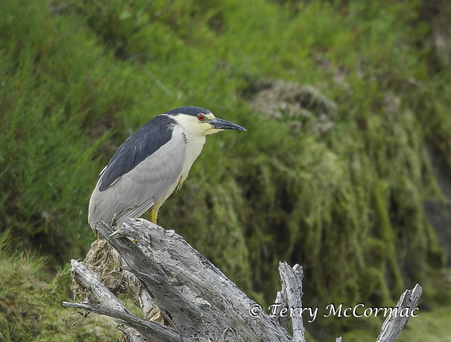 Black-Crowned Night Heron 