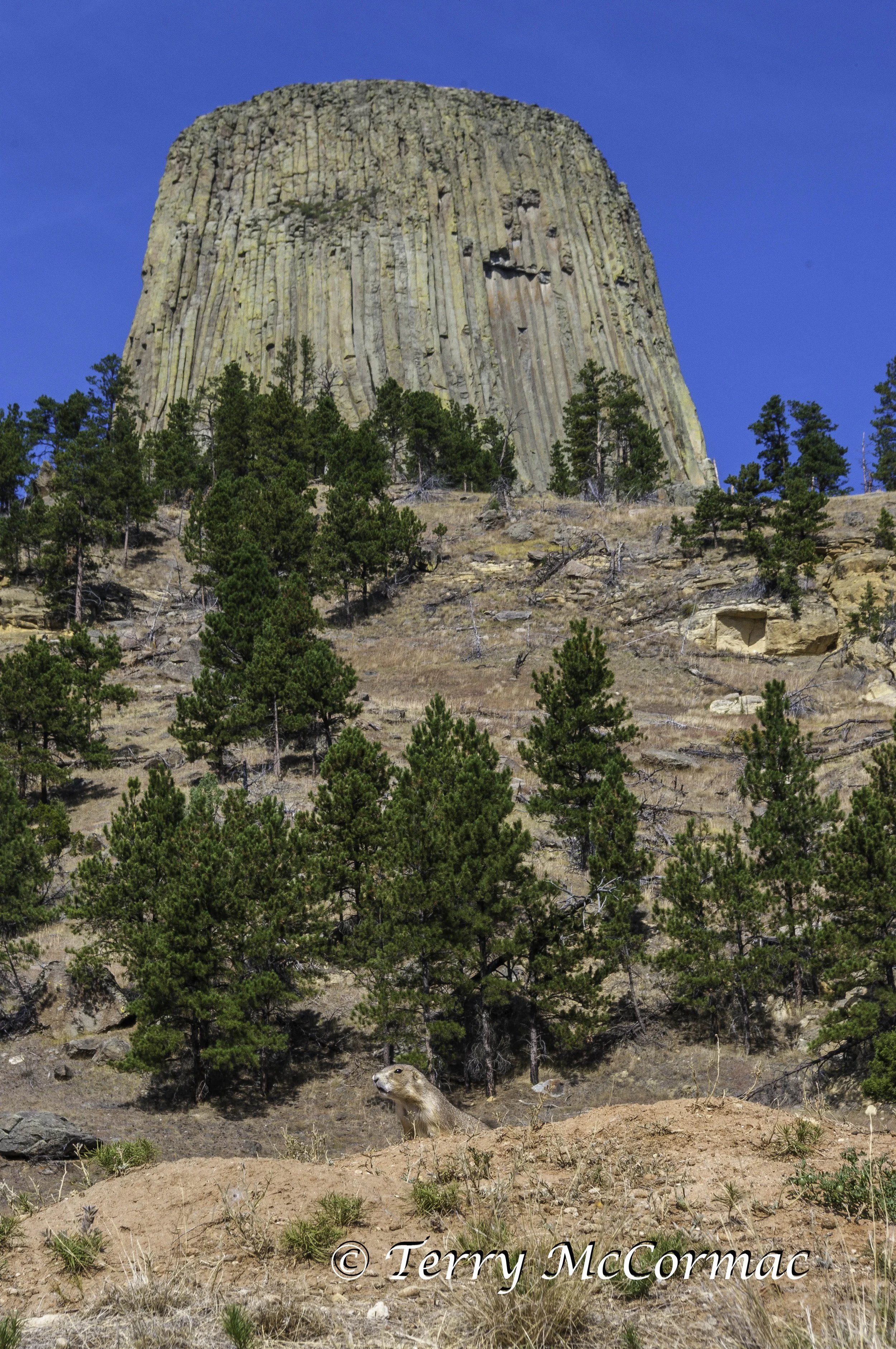 Black-Tailed Prairie Dog(cynomys ludovicianus)  , Devils Tower National Monument WY