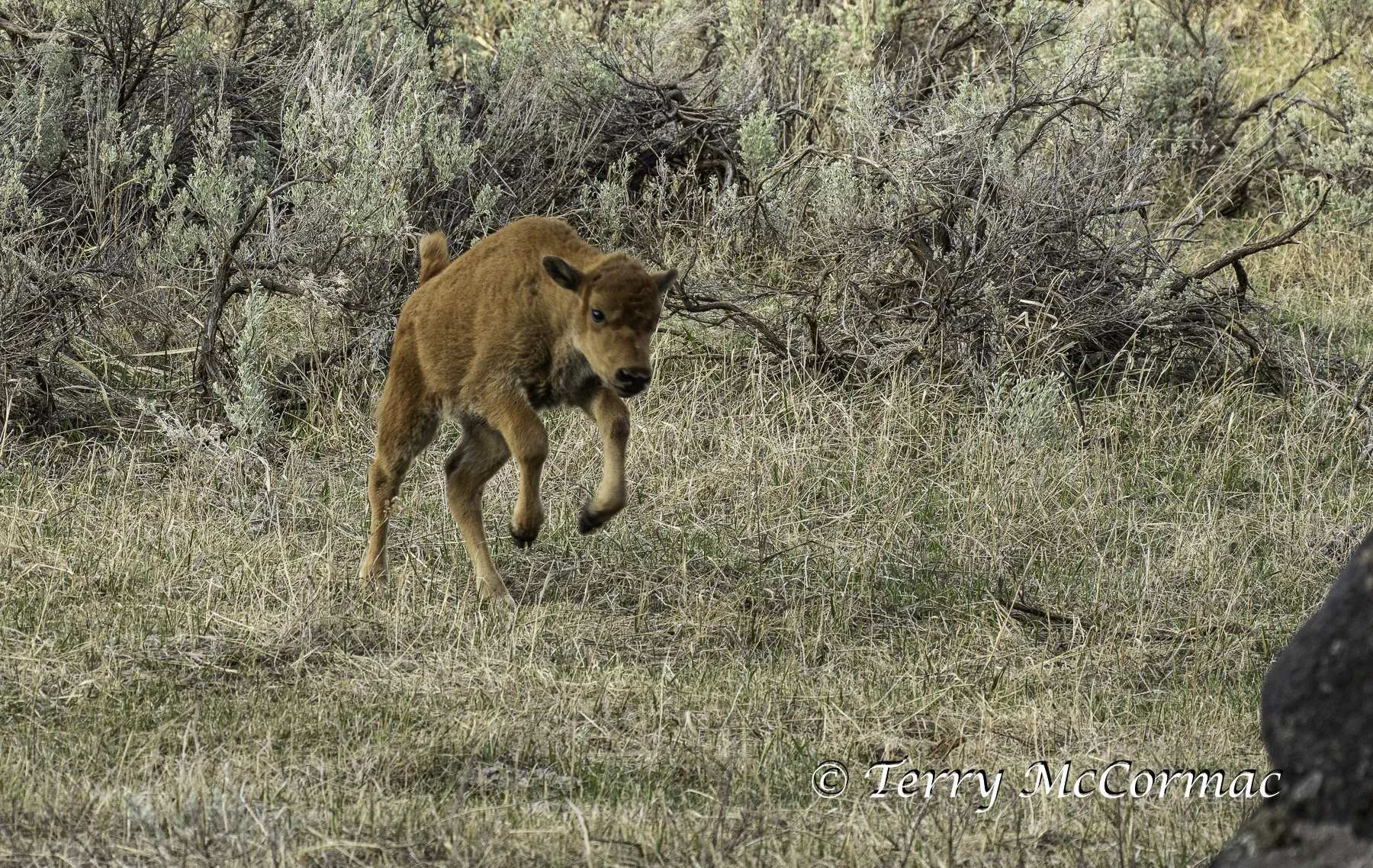 Bison Calf "red dog" Yellowstone National Park, WY