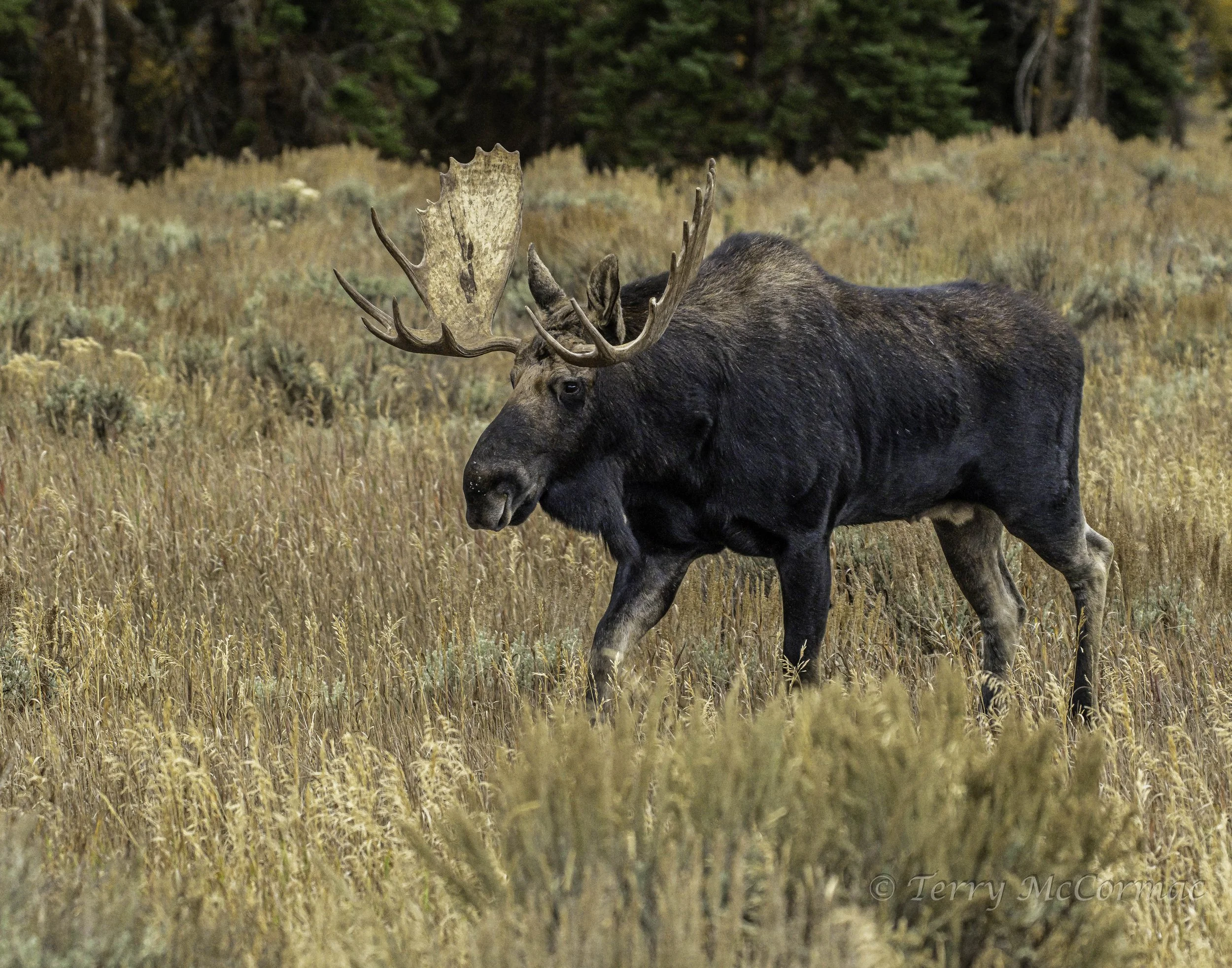 Bull Moose, Grand Teton National Park, WY