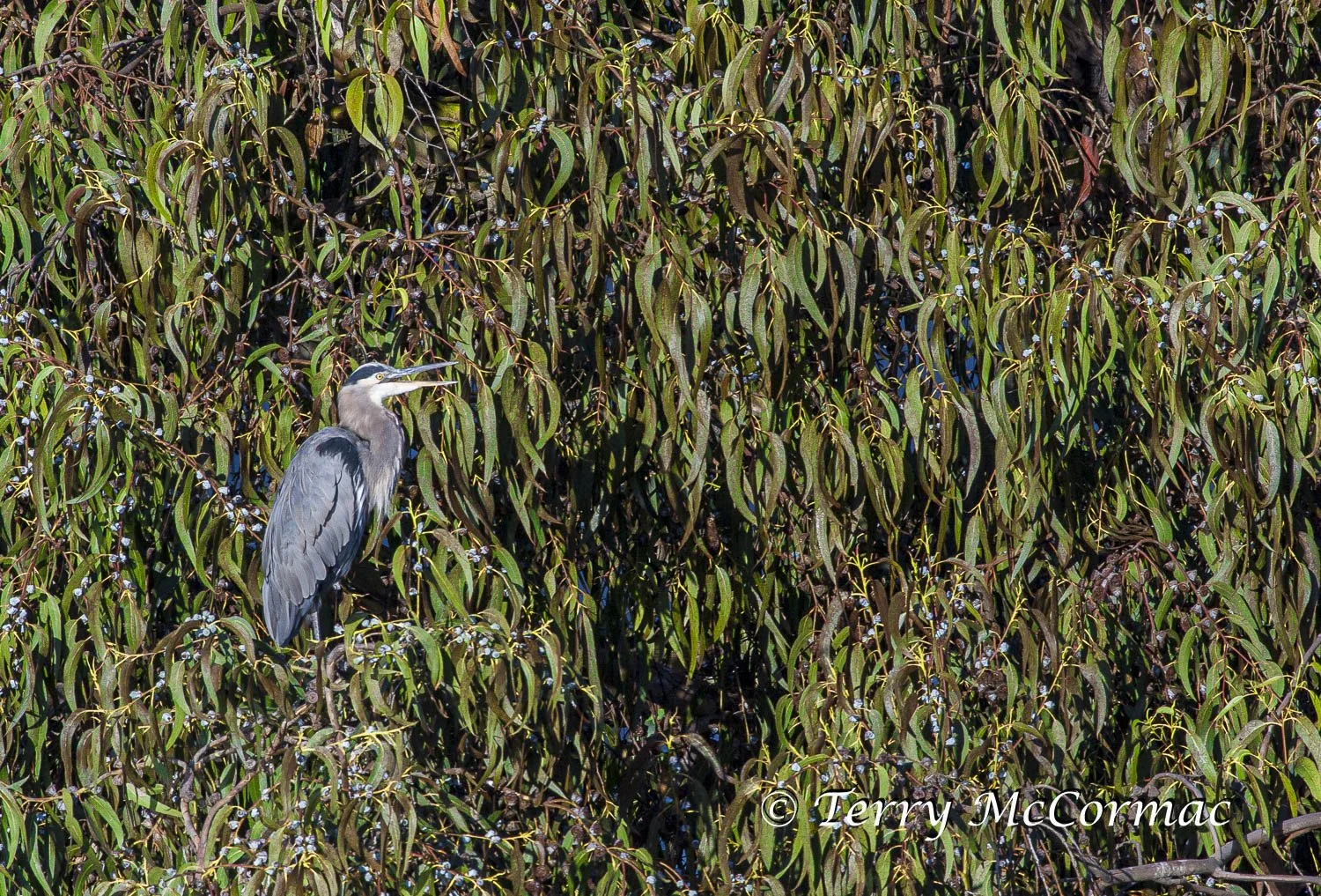 Great Blue Heron, Moss Landing CA