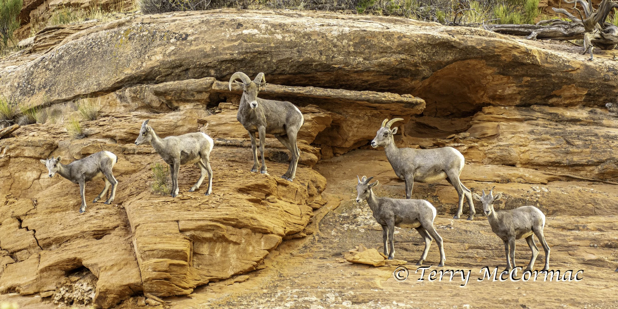 Male Desert Bighorn Sheep, Colorado National Monument, CO