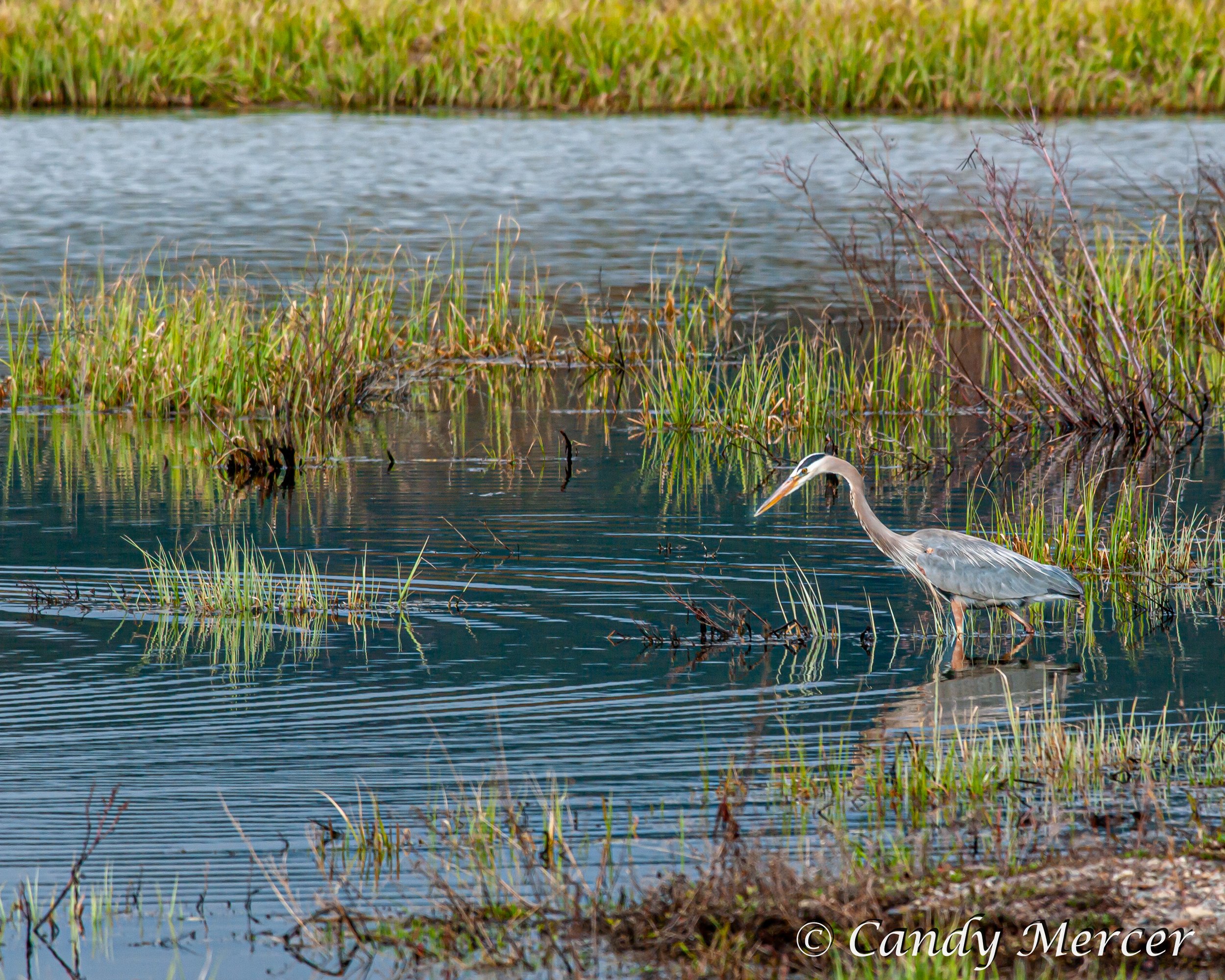 Great Blue Heron, Teton N. P.