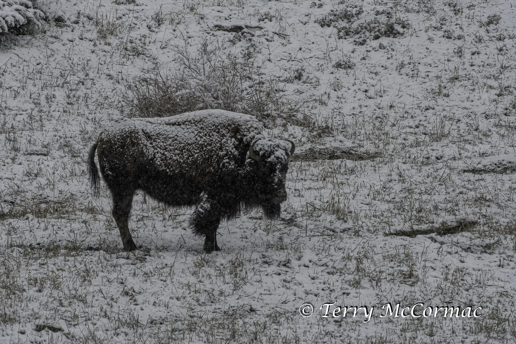 Bison in winter Yellowstone National Park, WY