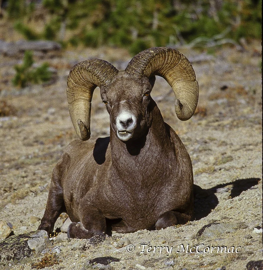 Rocky Mountain Bighorn Ram, Yellowstone National Park, WY 
