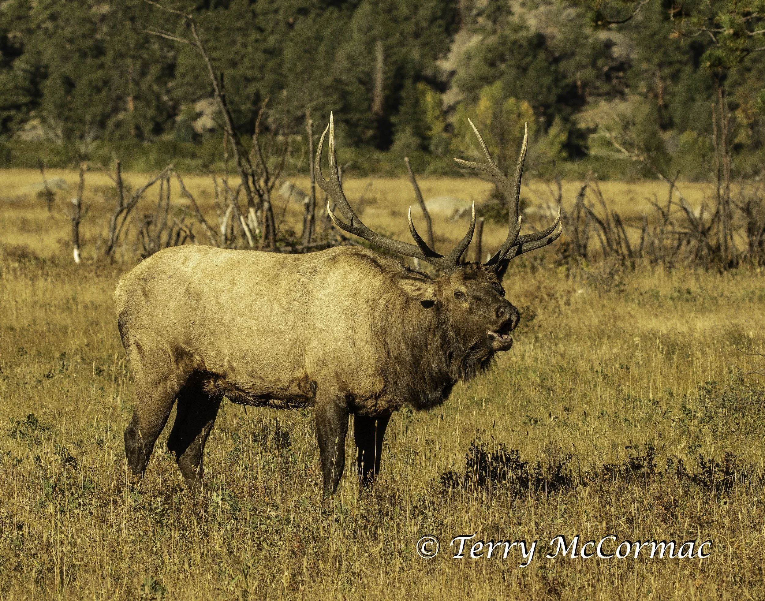 Bull Elk in the rutt Rocky Mountain National Park, CO