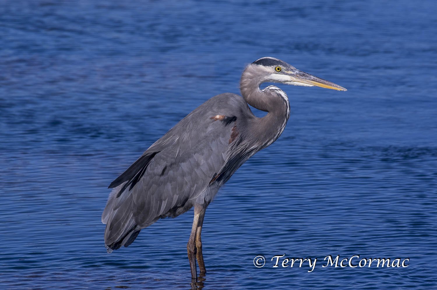 Great Blue Heron, Moss Landing CA