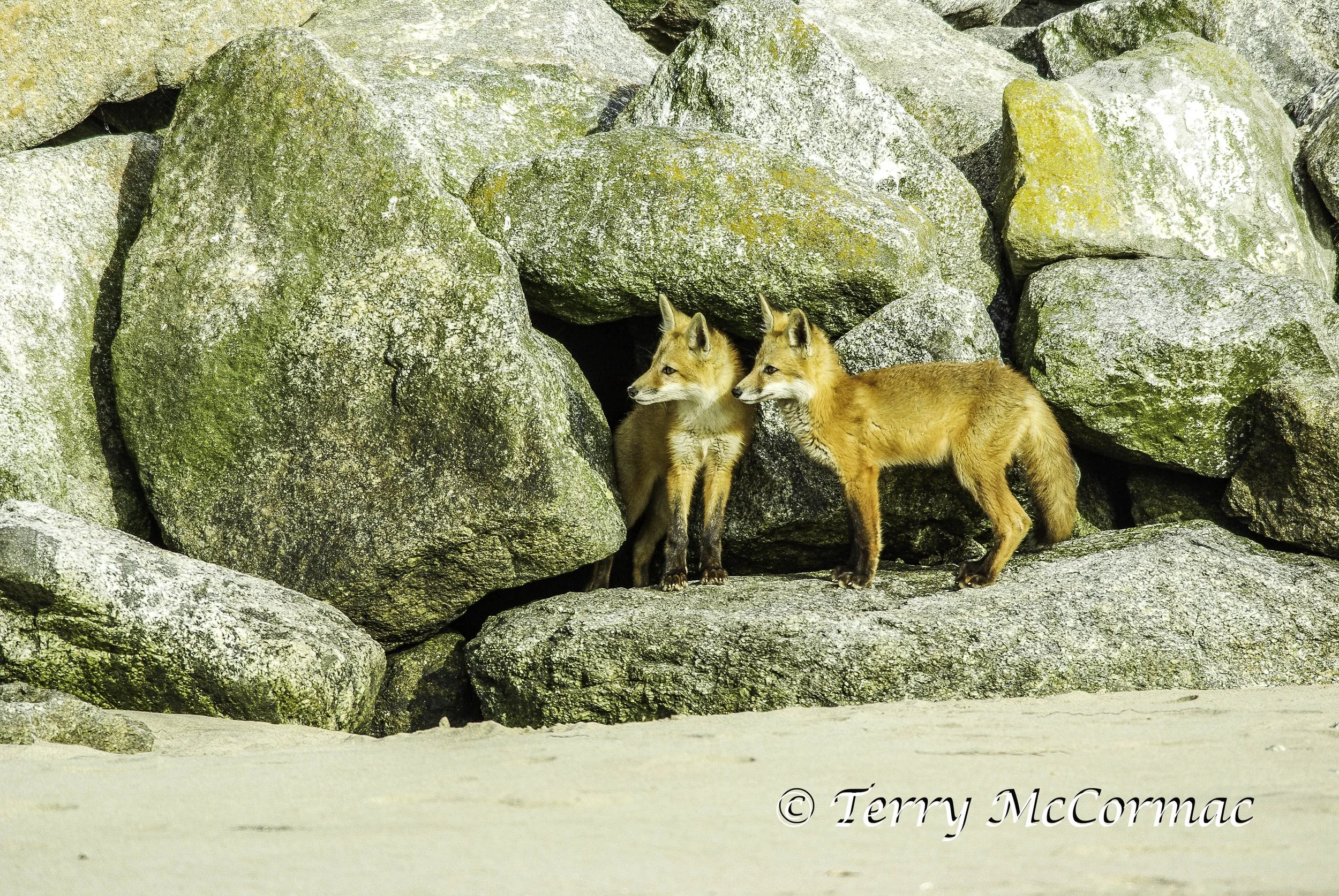 Red Foxes, Moss Landing, CA