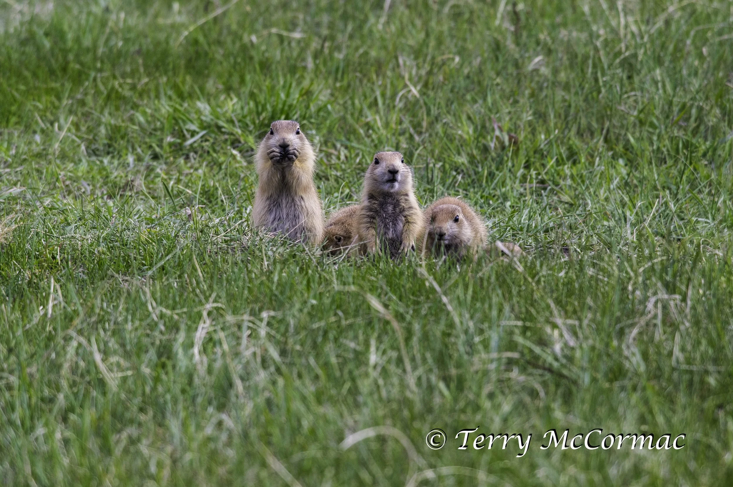 Black-Tailed Prairie Dog, Custer State Park, SD