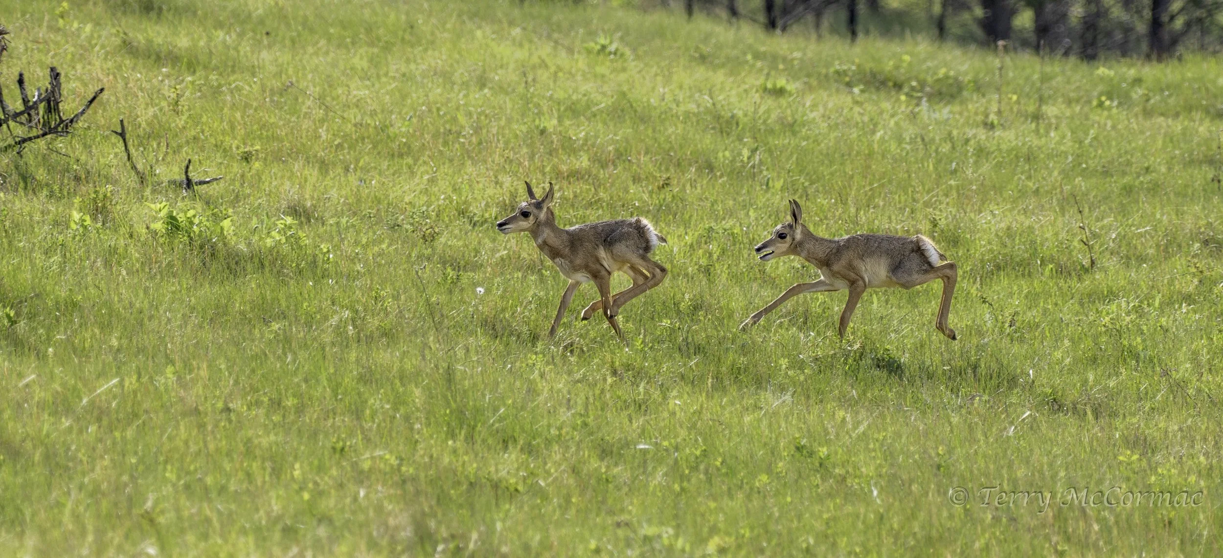 Young Pronghorn, Custer State Park