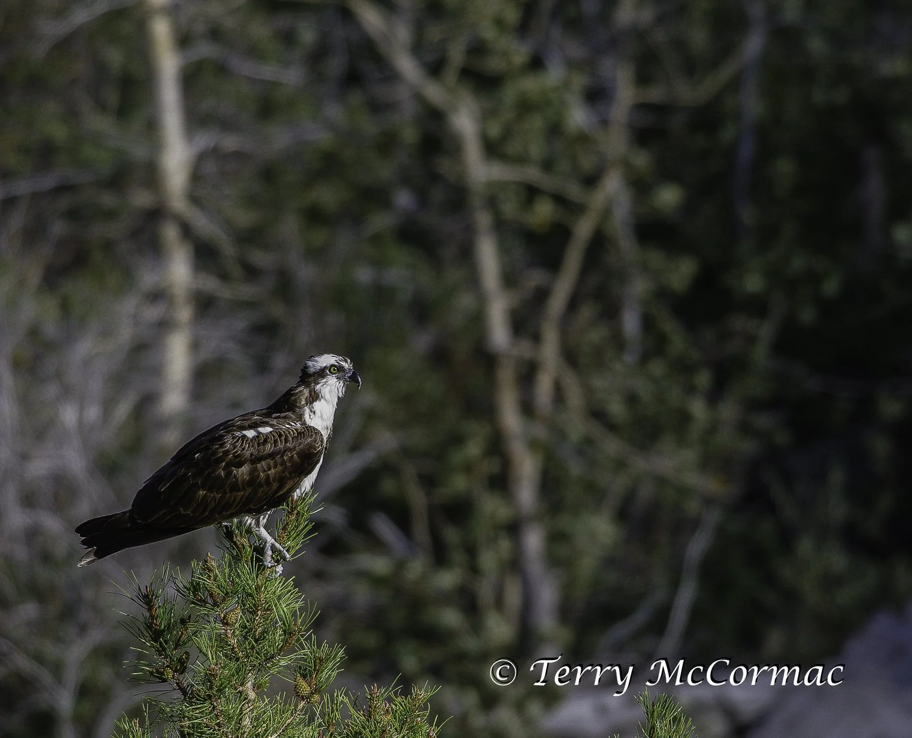 Osprey Glacier National Park