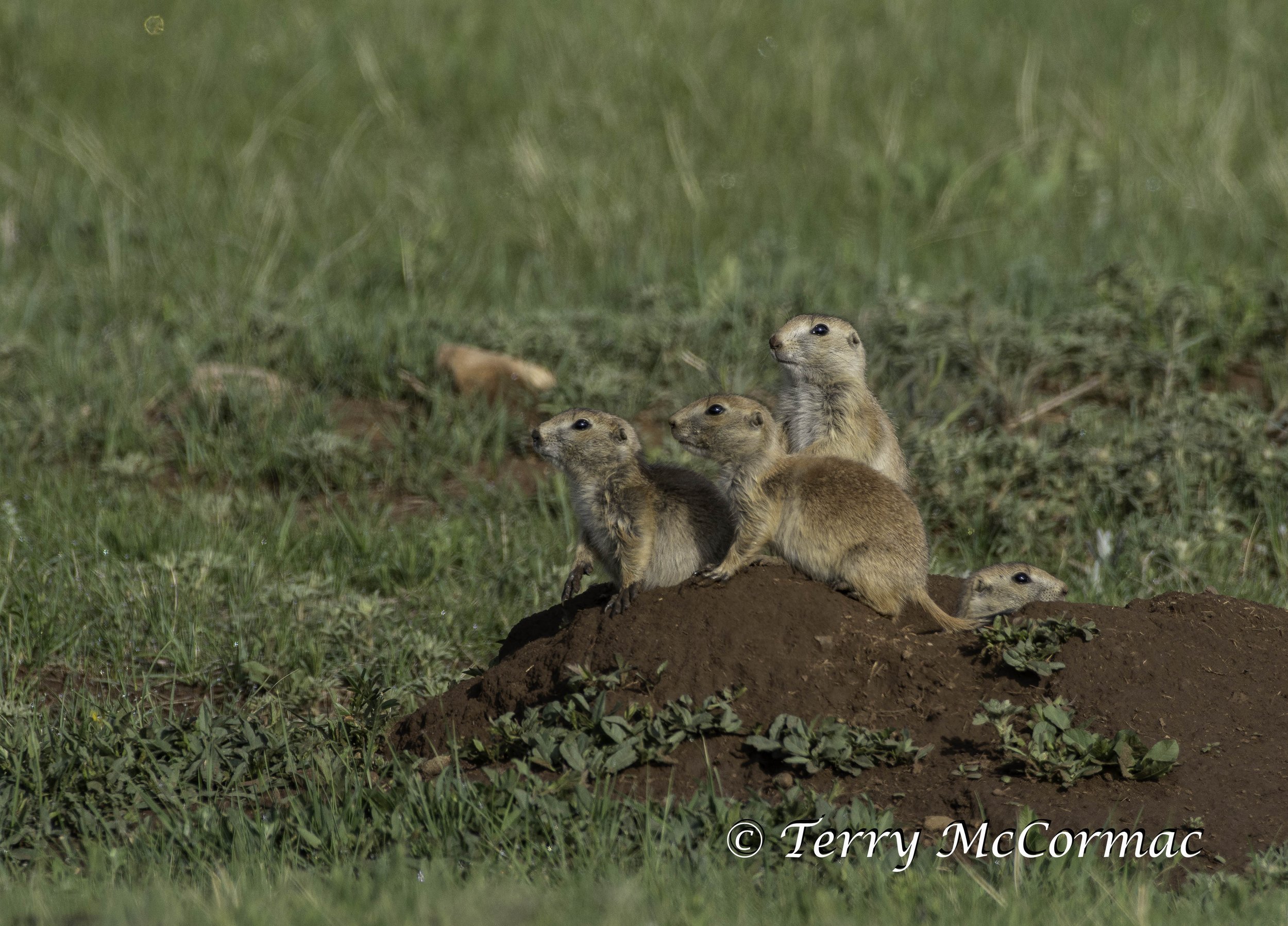 Black-Tailed Prairie Dog, Badlands National Park, South Dakota