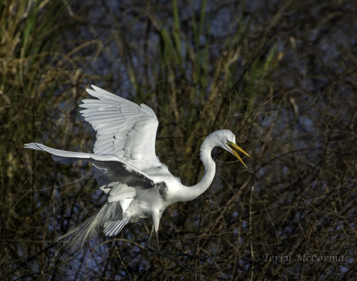 Great Egret, High Island Rookery, Texas