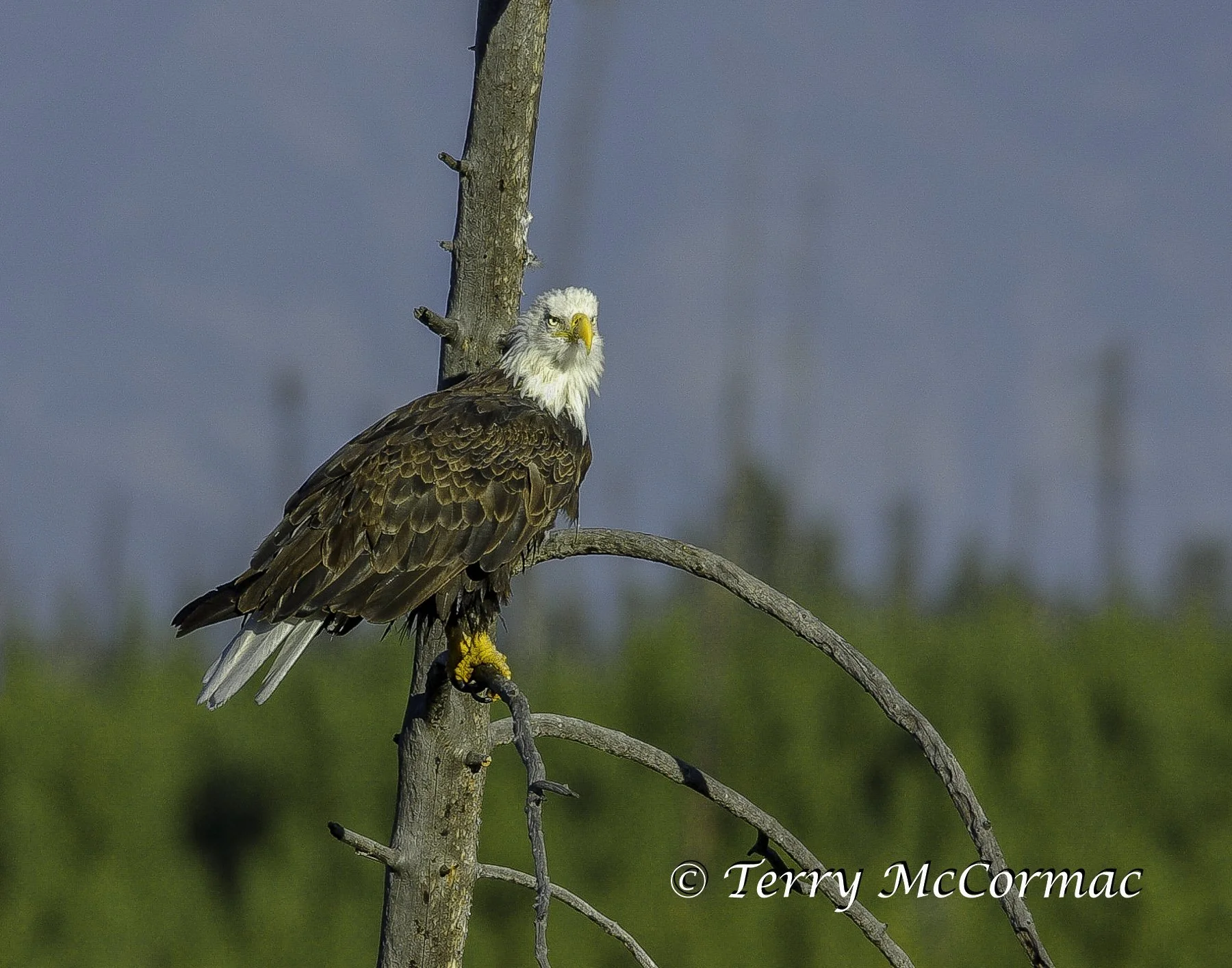 Bald Eagle Yellowstone National Park, WY