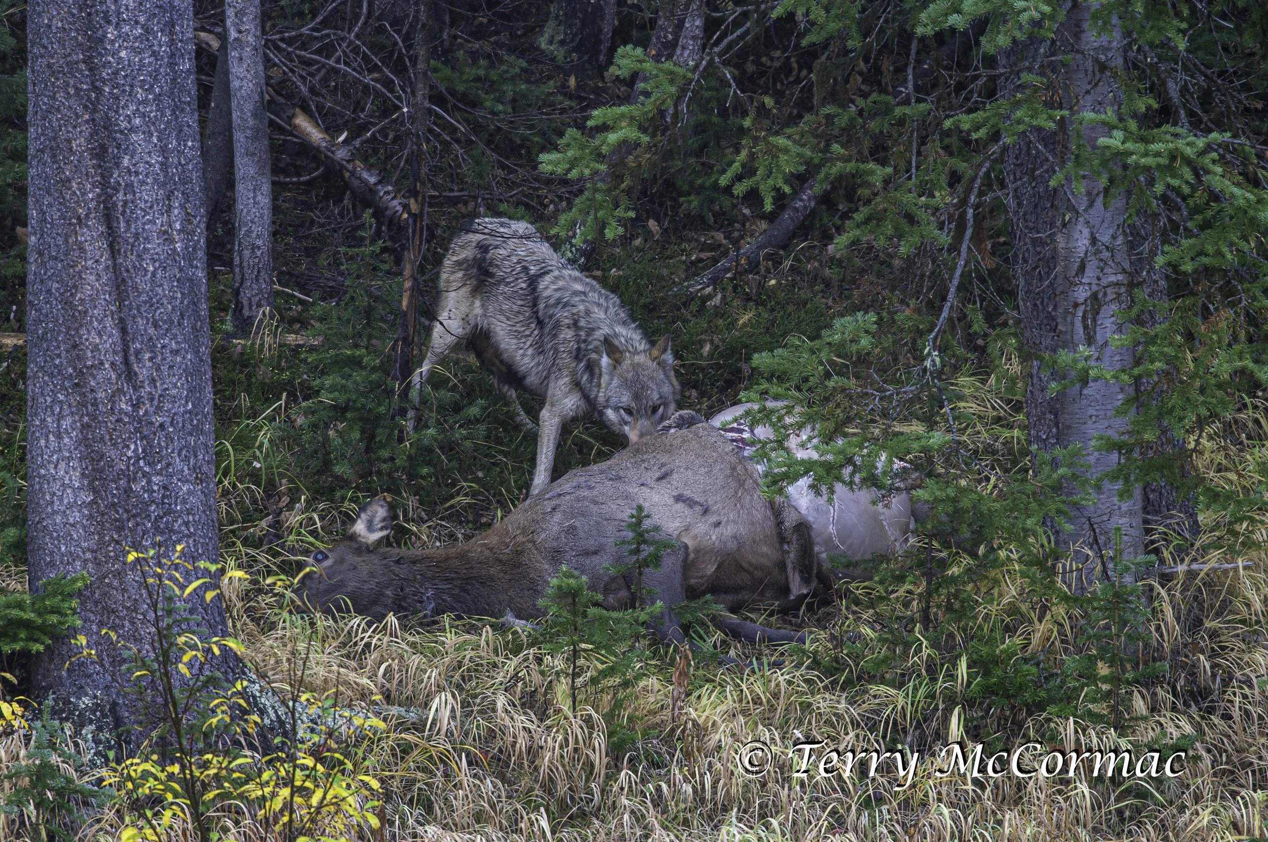 Gray Wolf  eating at an Elk Carcus, Yellowstone National Park, Wyoming