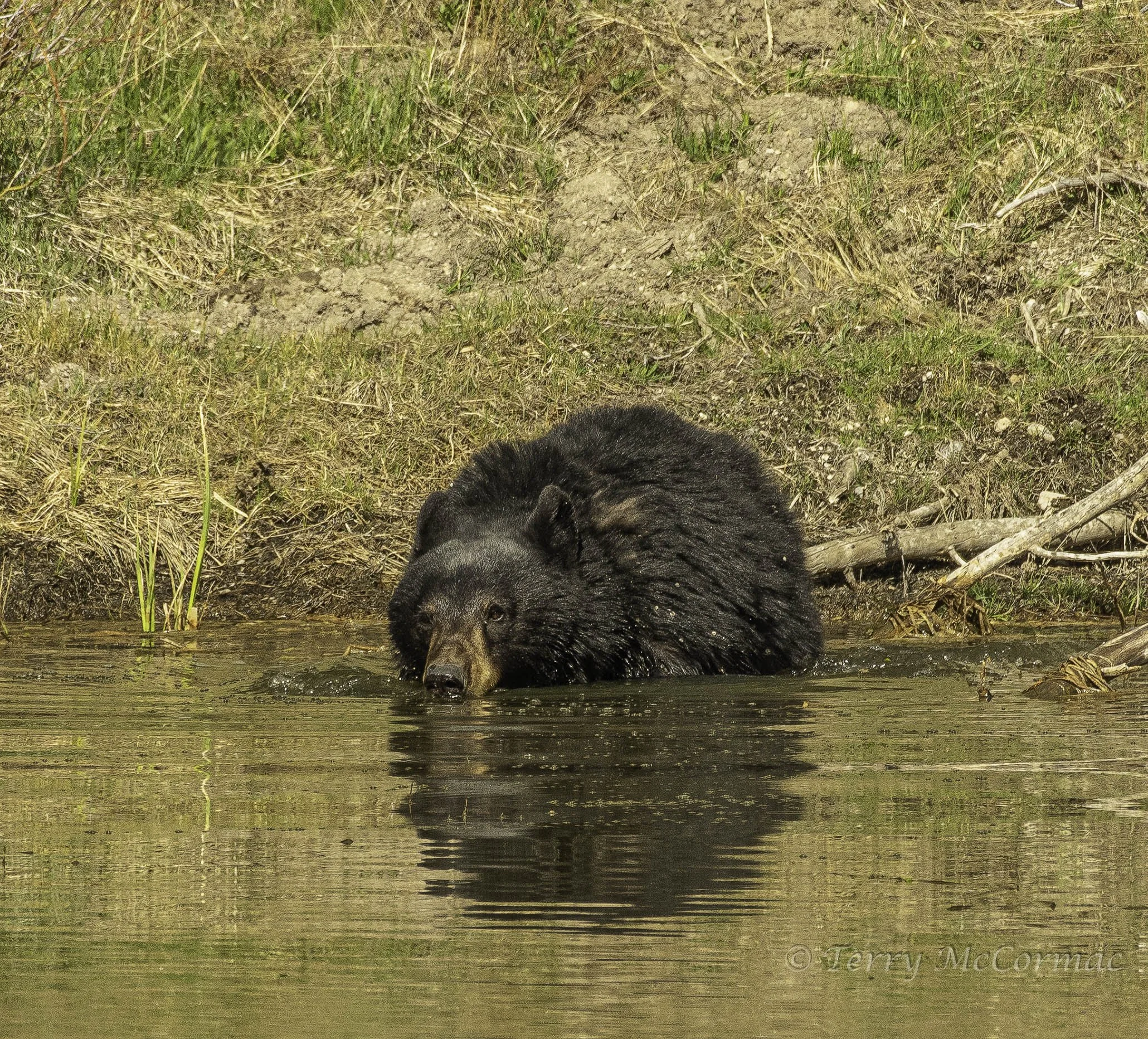 Black Bear, Yellowstone National Park