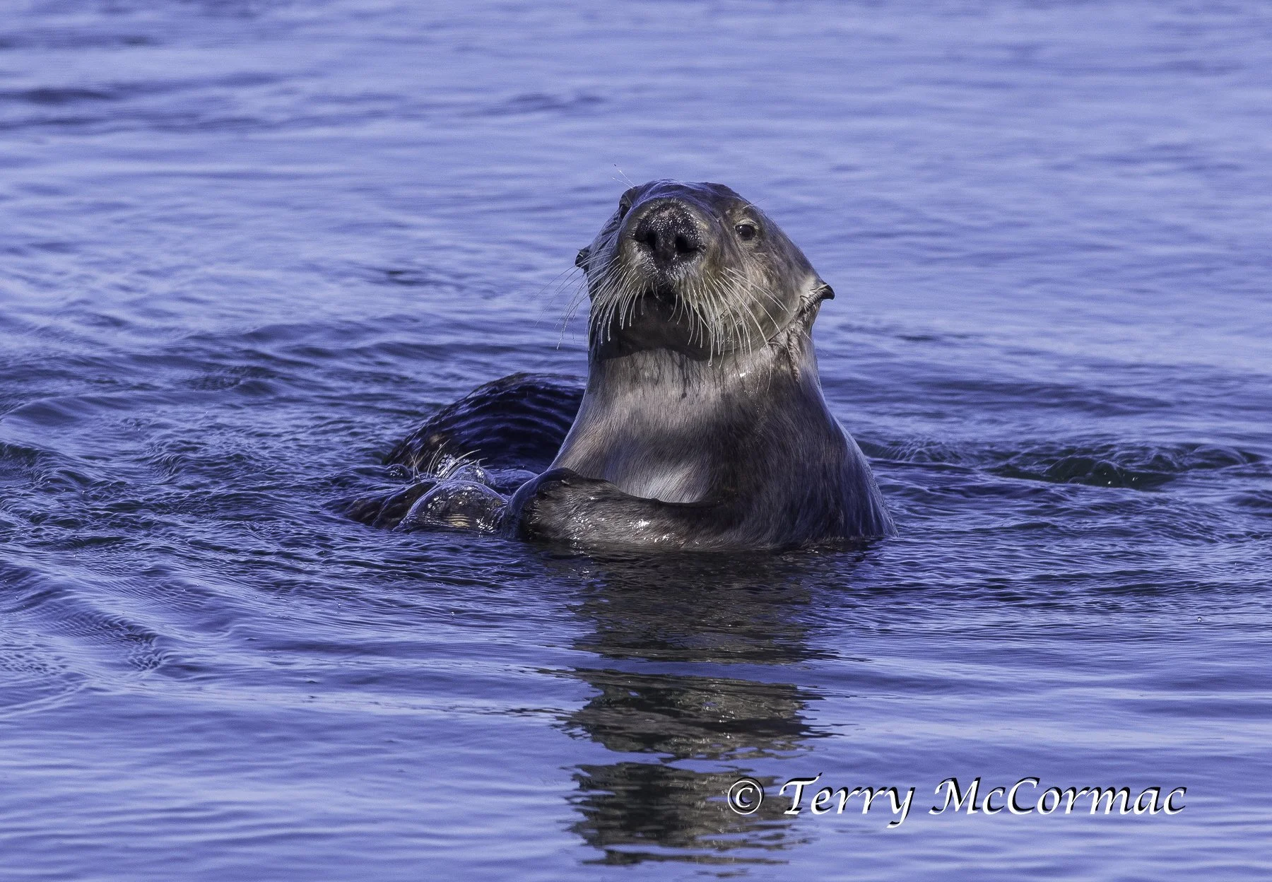 Sea Otter, Moss Landing, CA