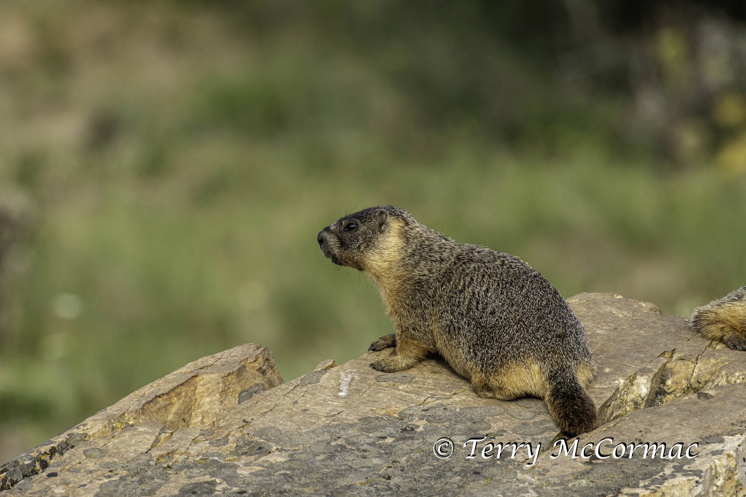 Marmot Steptoe Butte State Park, WA