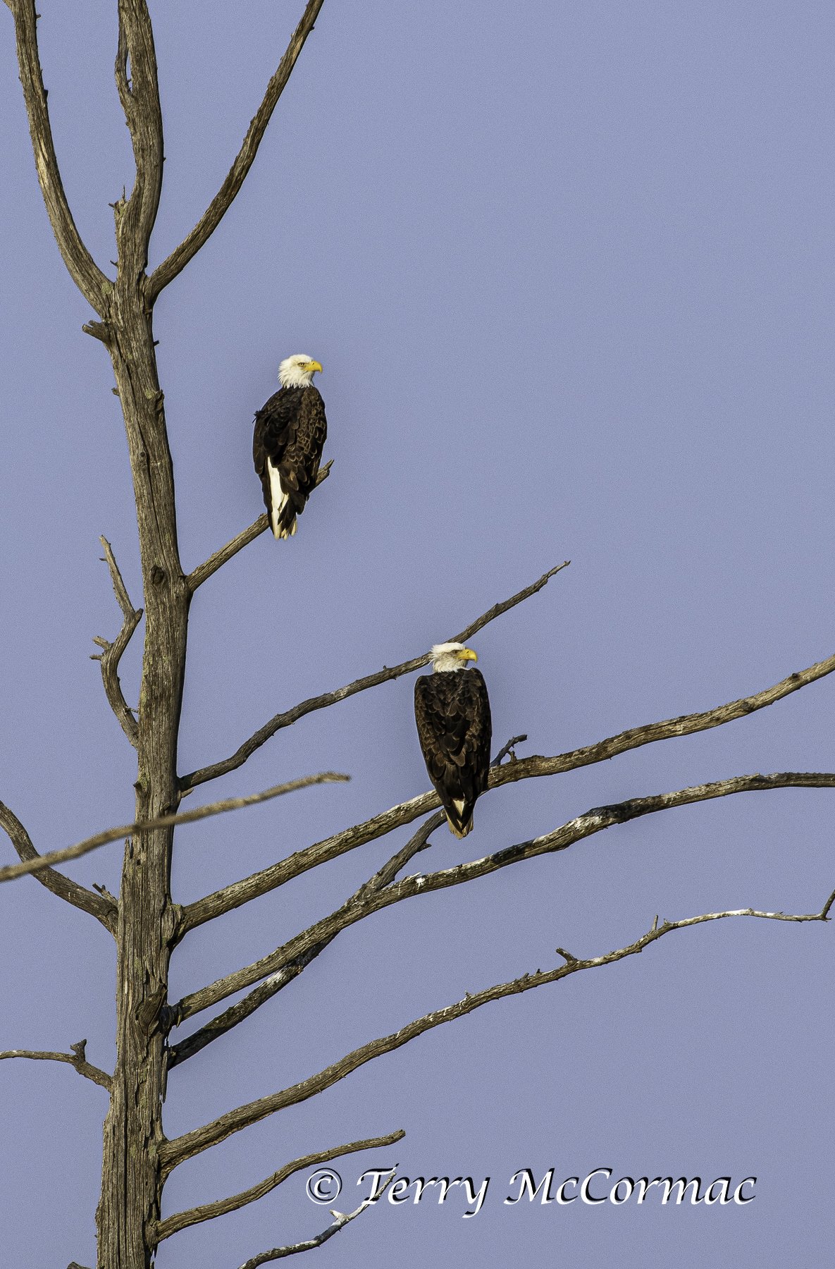 Bald Eagle Couple,  Sherburne National Wildlife Refuge, MN