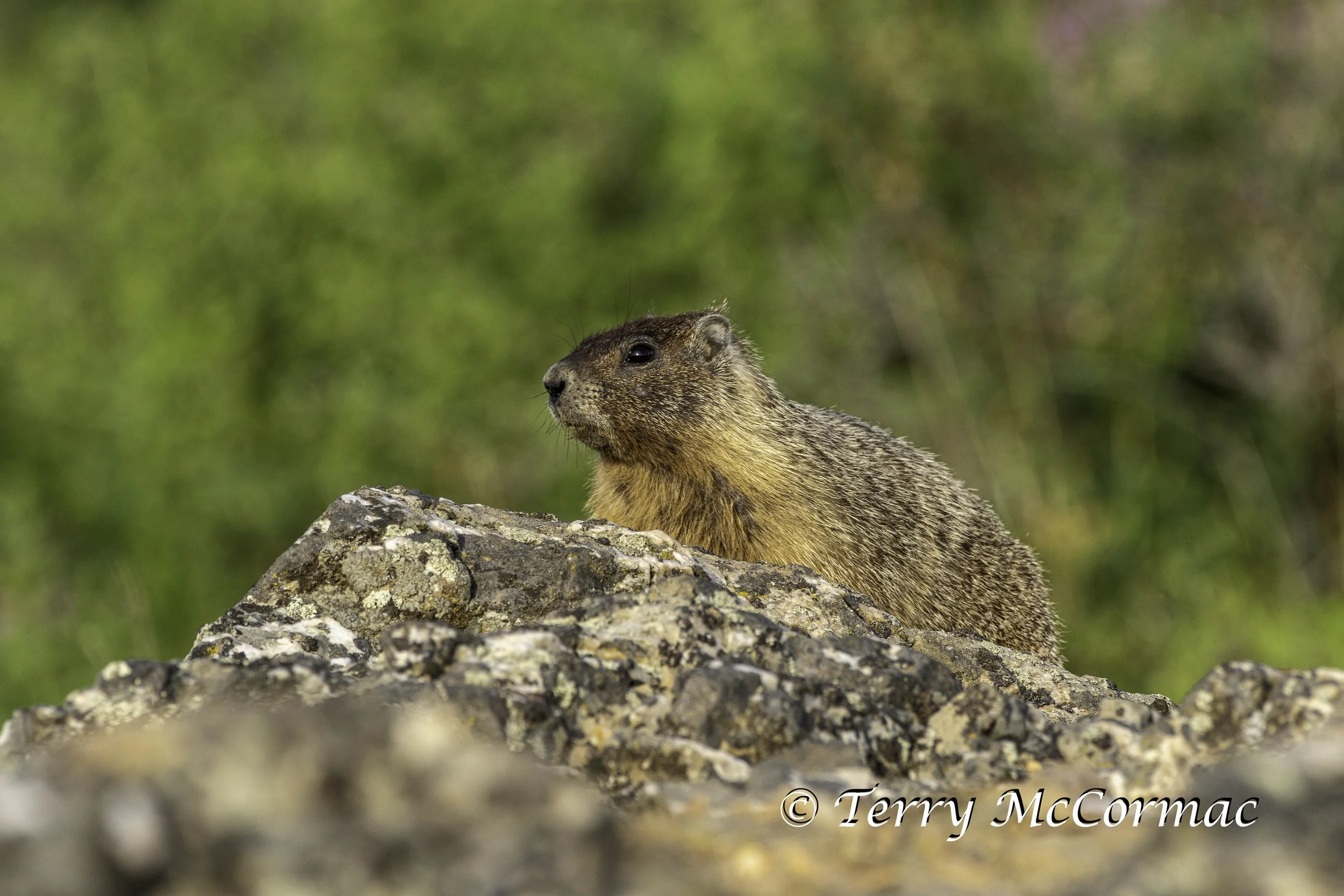 Marmot Steptoe Butte State Park, WA