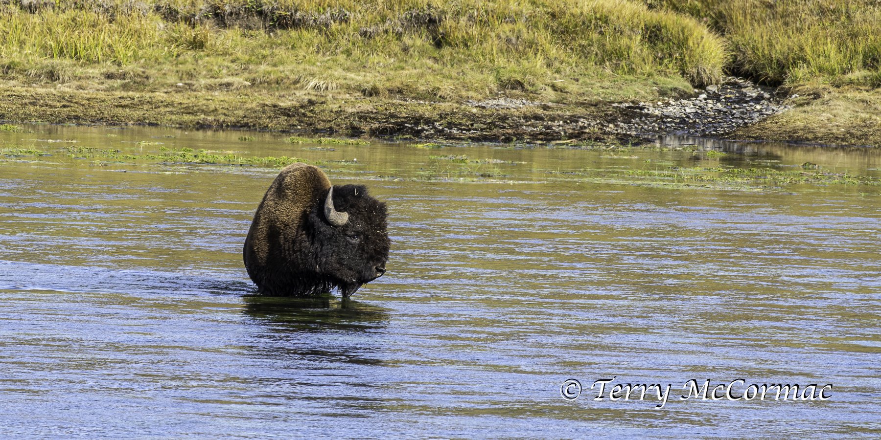 Bison crossing the Yellowstone River, Yellowstone National Park, WY