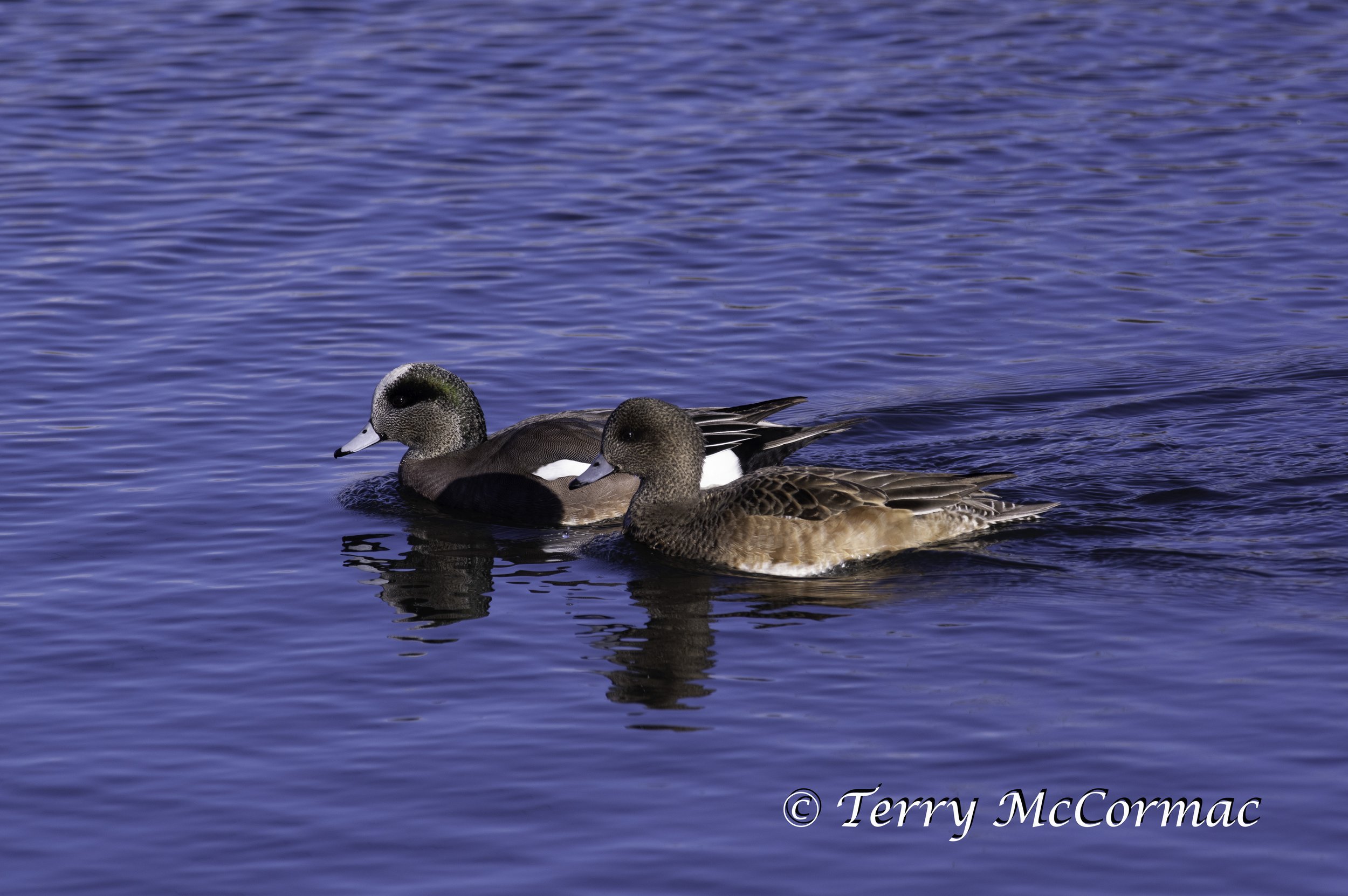American Wigeon