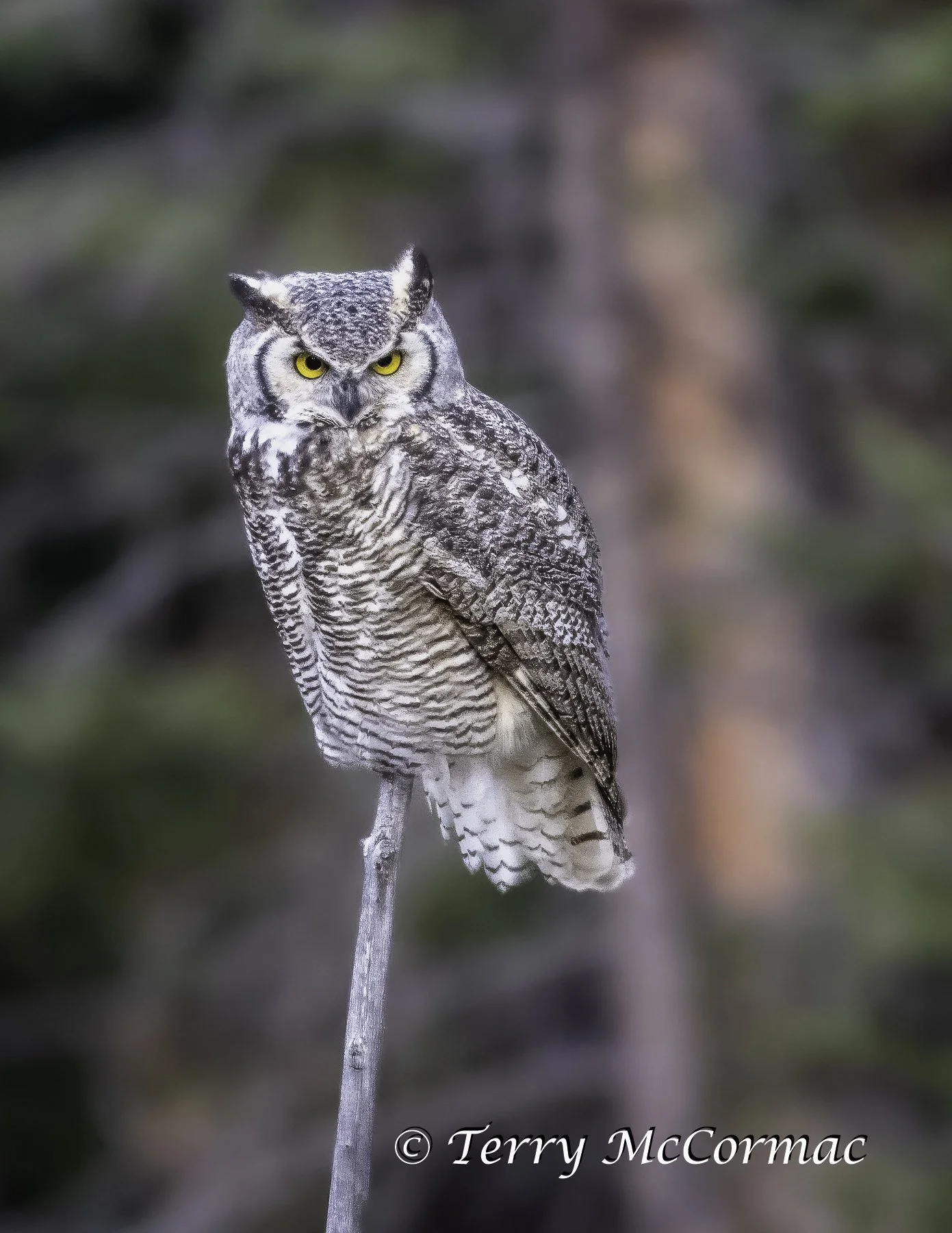 The Subarctic subspecies of Great Horned Owl, Yellowstone NP