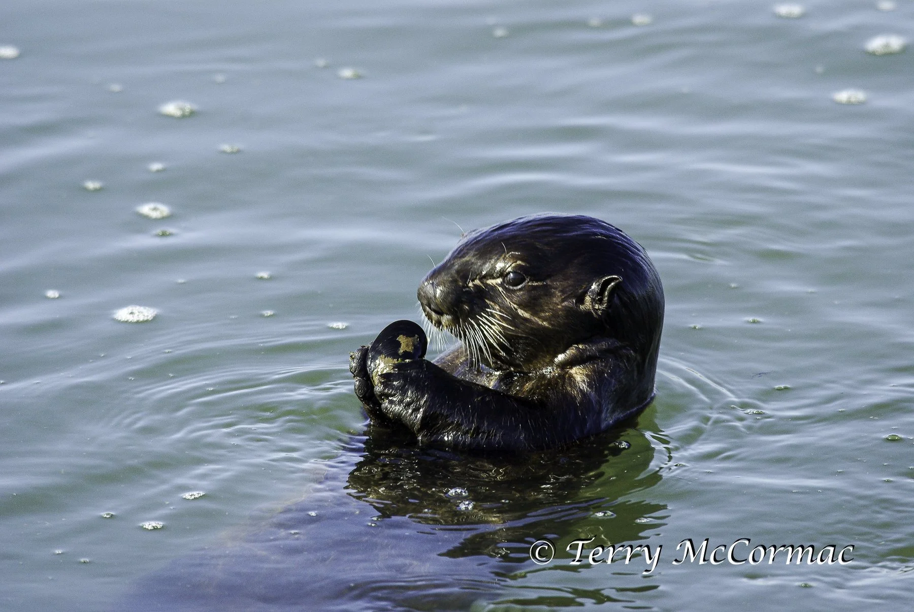Young Sea Otter eating shell fish, Moss Landing, CA