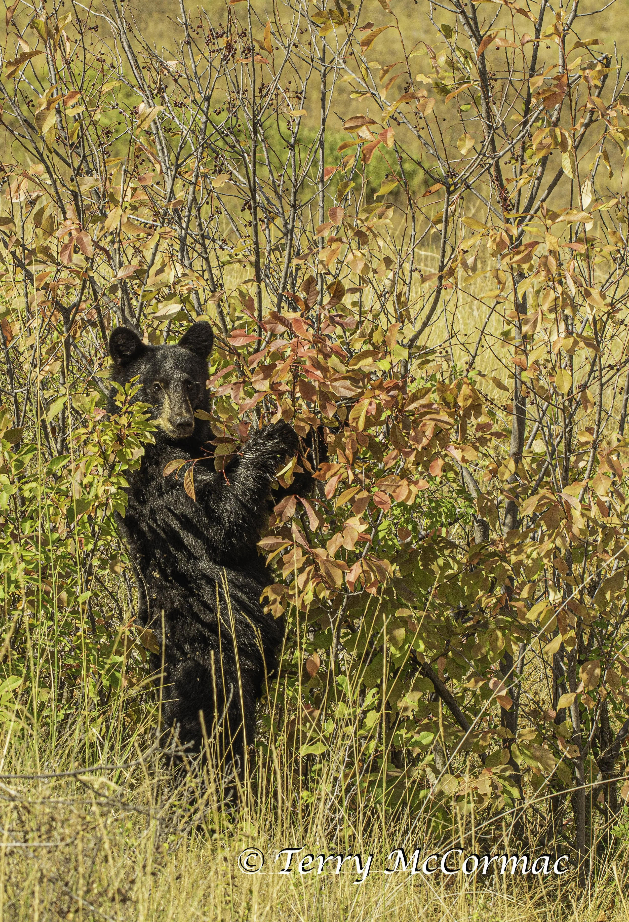Young Black Bear at the National Bison Range, Montana